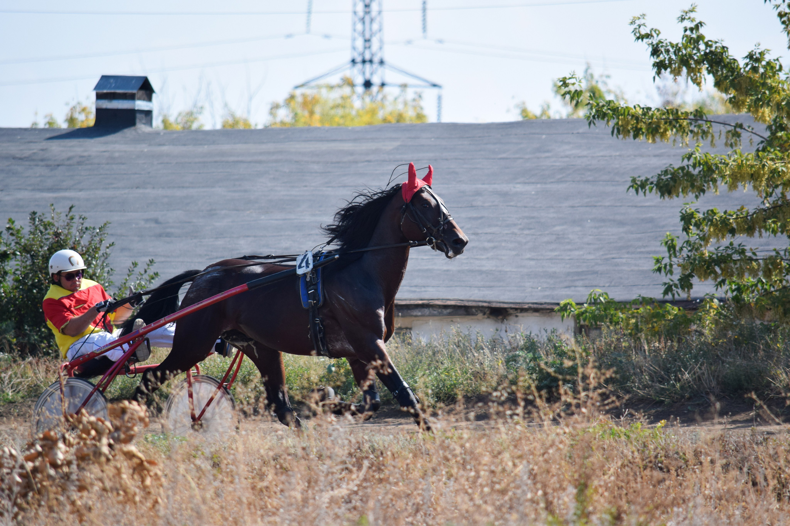 Кубок Губернатора, ипподром Саратов, 2019 г. Конный фотограф в Саратове Юлия Иванова