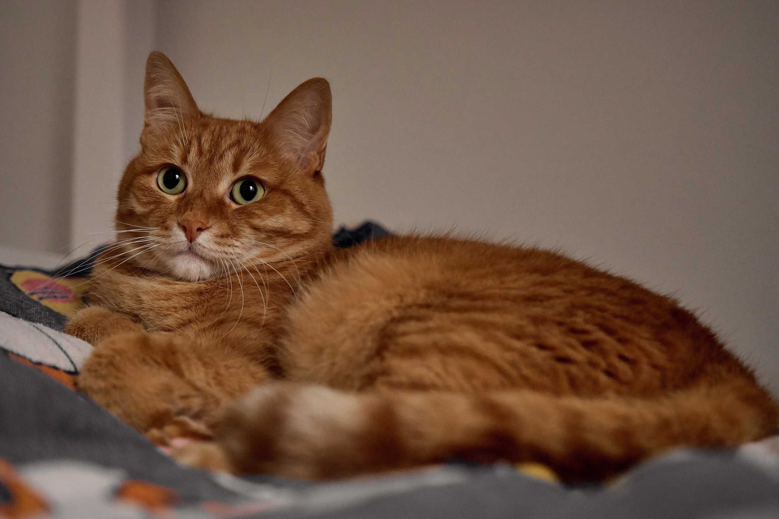 Домашняя фотосессия семьи Аллы