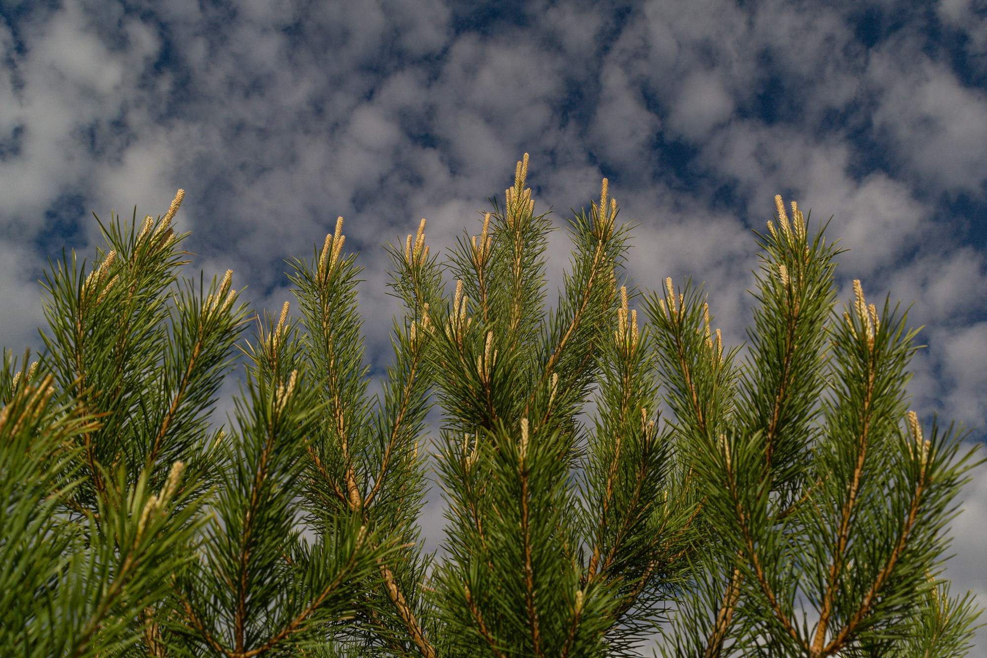 Разное. Репортажный фотограф г. Чита