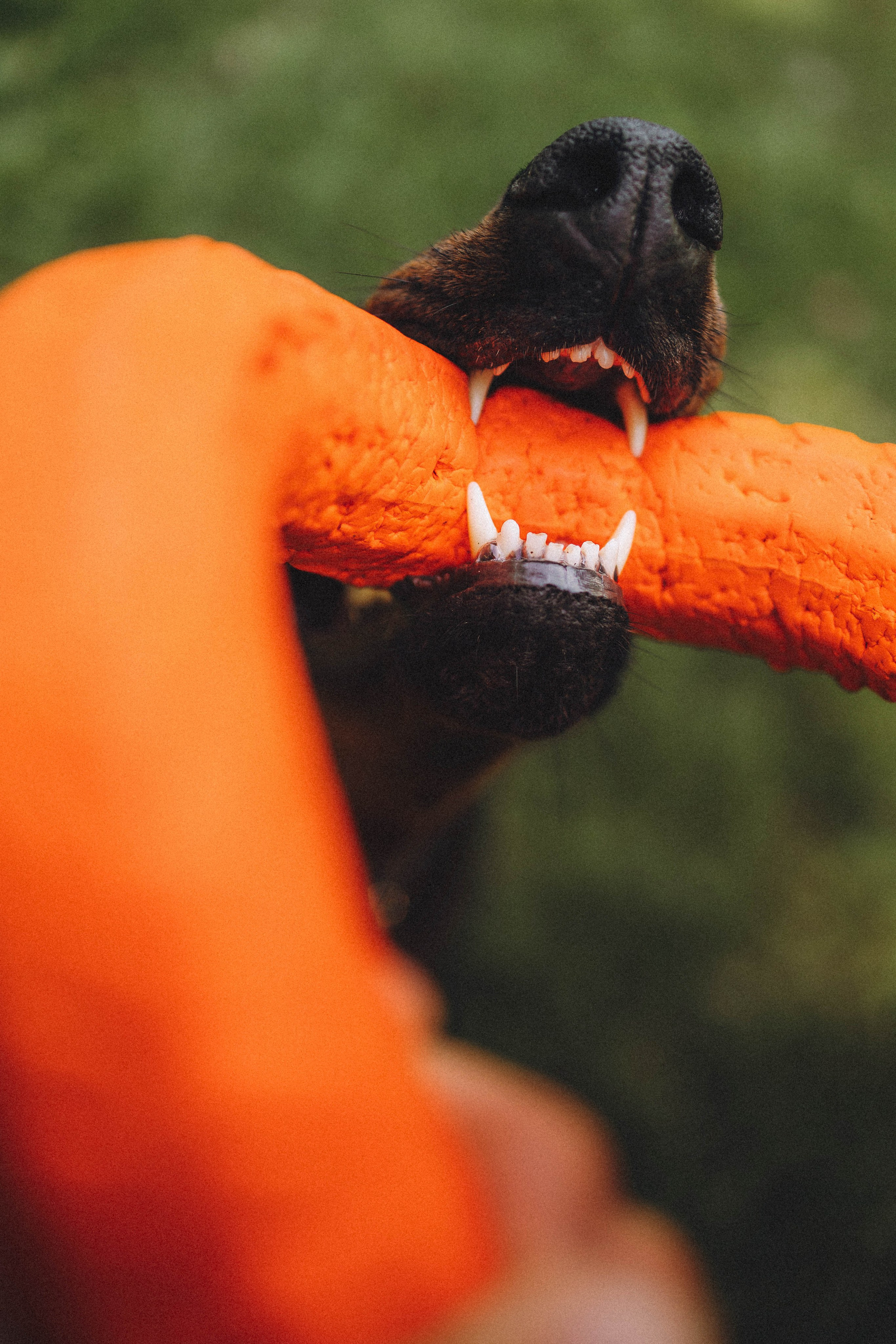 Паша и Хайди