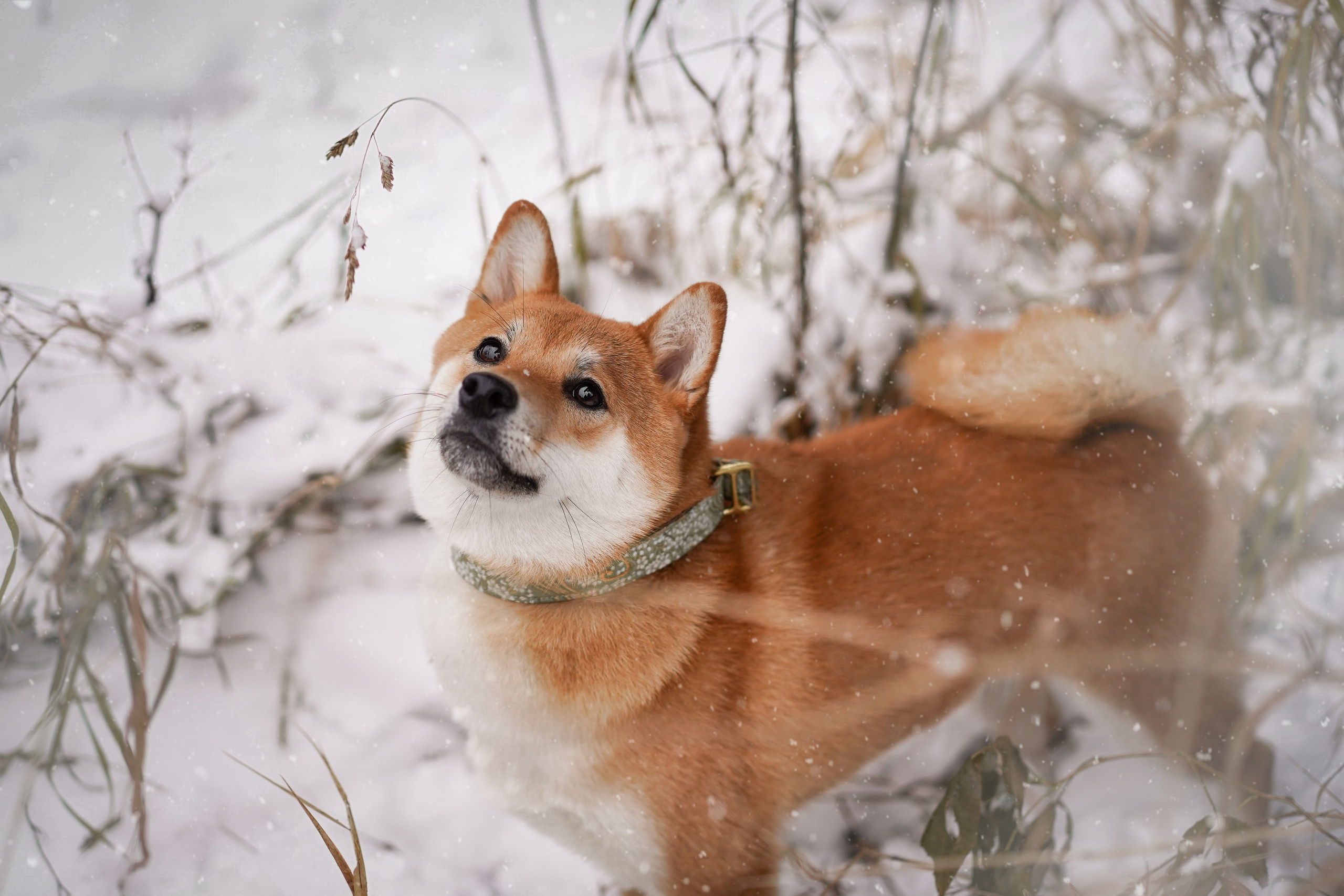 Алина и Юми. Фотограф-анималист в Санкт-Петербурге Яна Мартынова