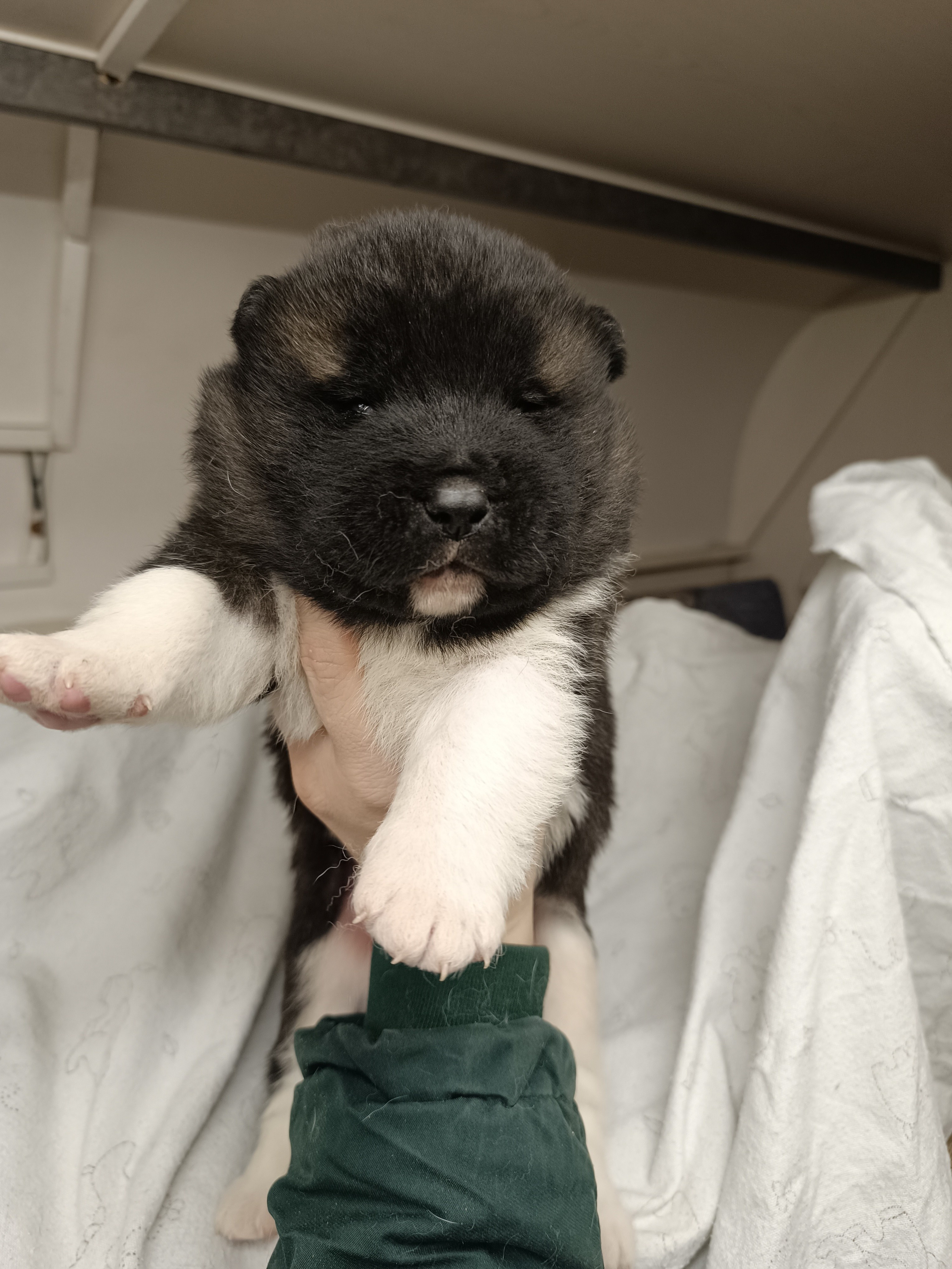 Американская акита  щенки питомник Санкт-Петербург клубные щенки Американская акита питомник RUBYLIGHT Рубилайт купить щенка американской акиты