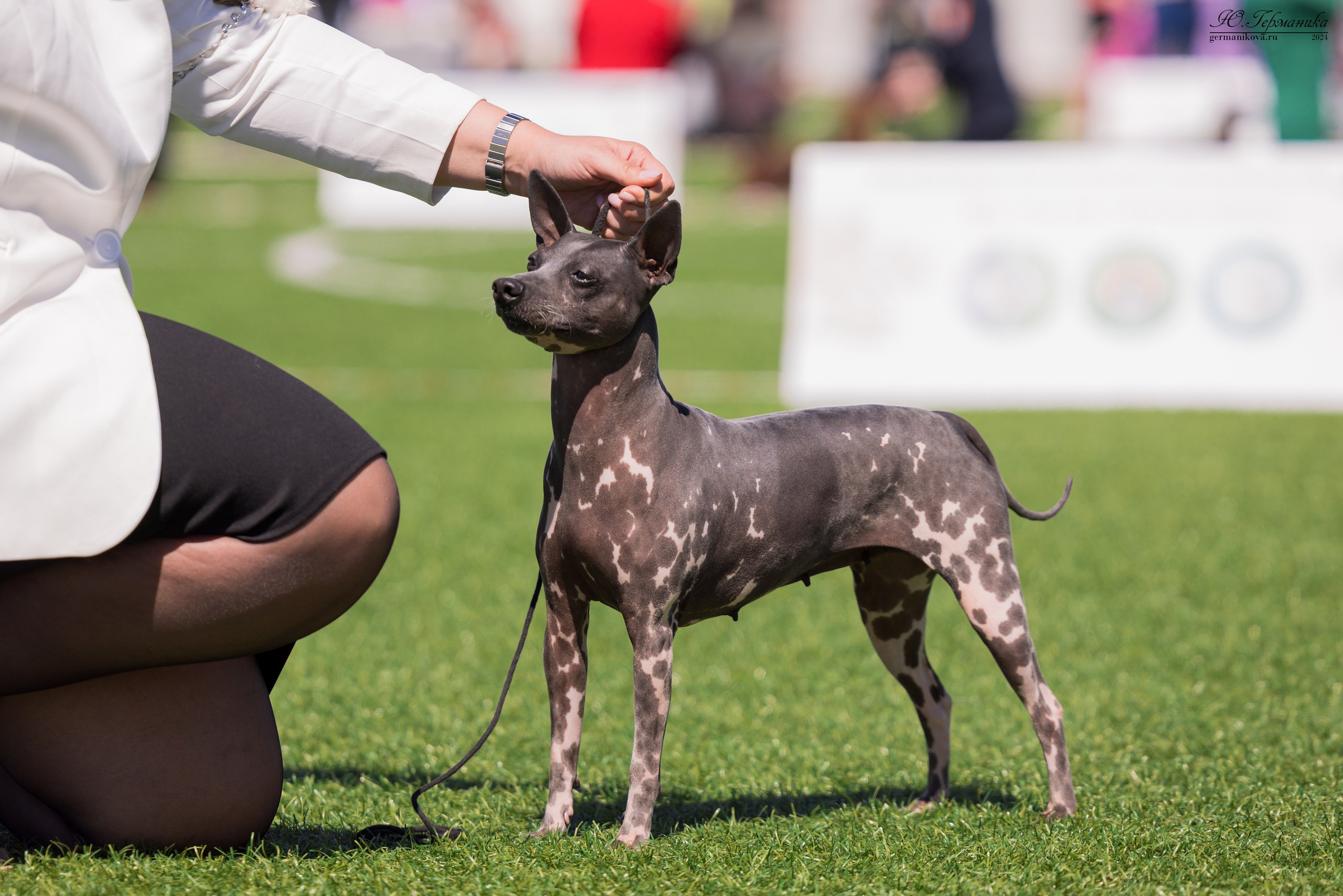 Суздаль 18-19.05.2024. Фотограф-анималист Юлия Германика