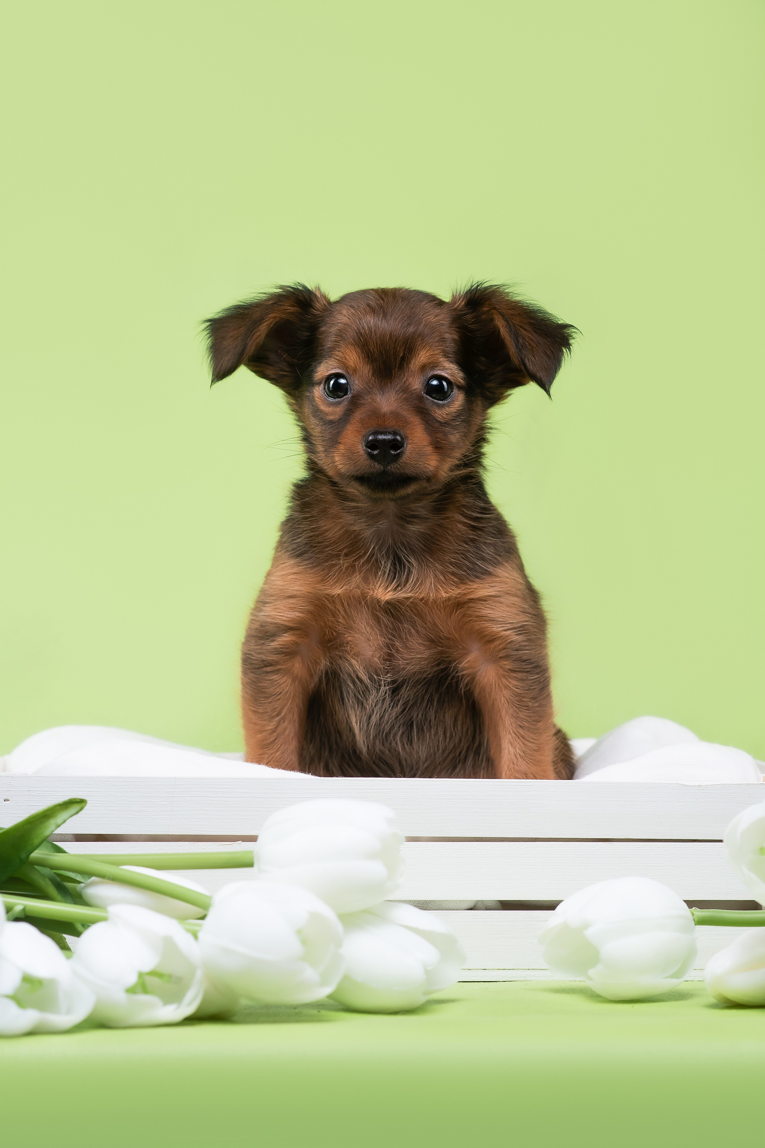 Пражские крысарики — 02.04.2025. Фотограф — Анималист | Анна Абрамова