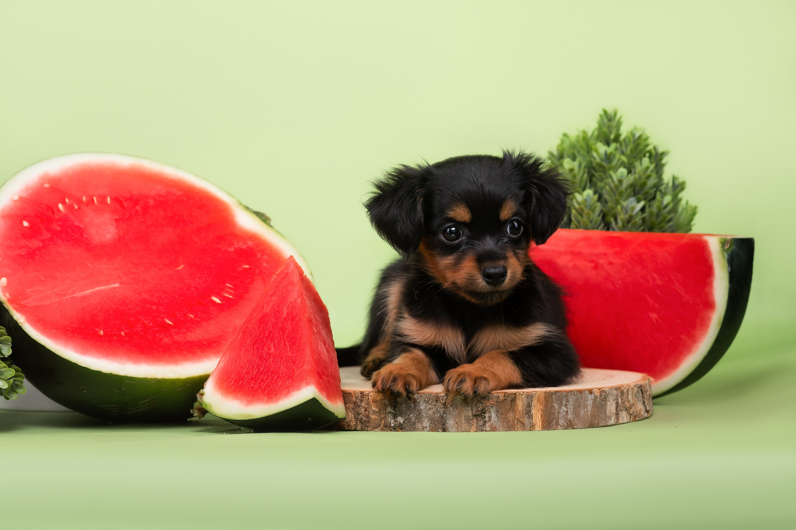 Малыши пражских крысариков — 30.07.2025. Фотограф — Анималист | Анна Абрамова