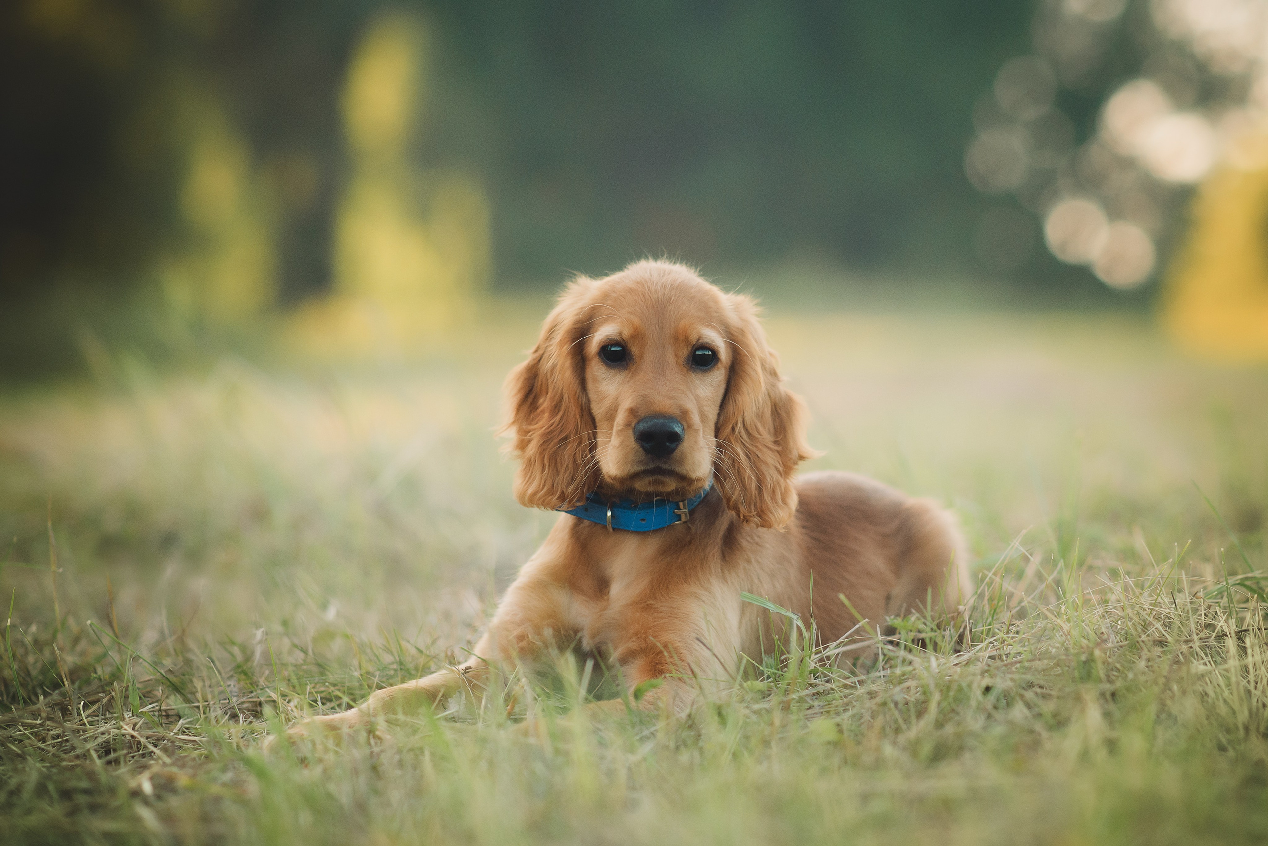 Наташа, Агата, Назар и Август — 17.07.2025. Фотограф — Анималист | Анна Абрамова
