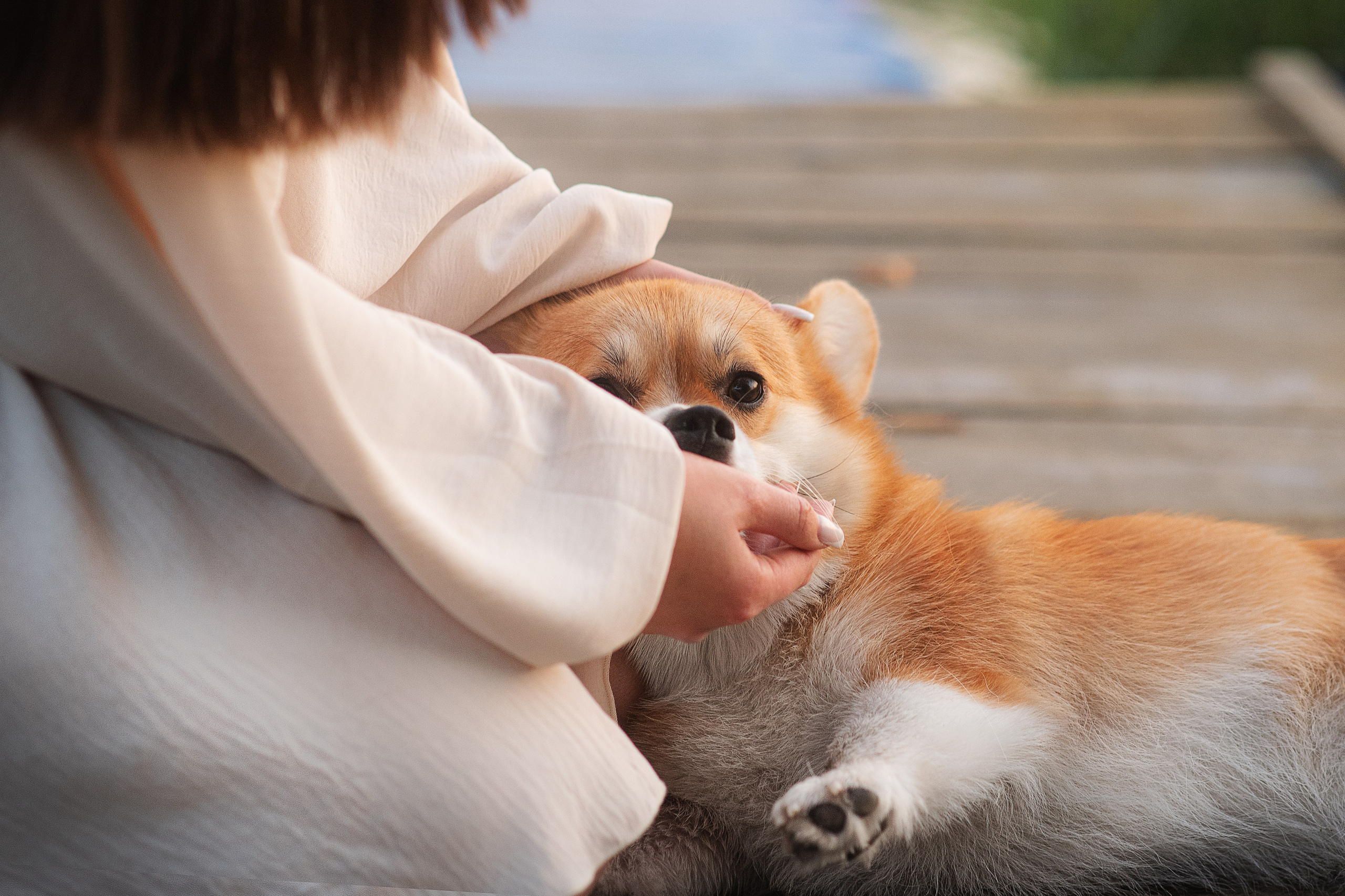 Саша, Оксана и Барни — 25.08.2024. Фотограф — Анималист | Анна Абрамова