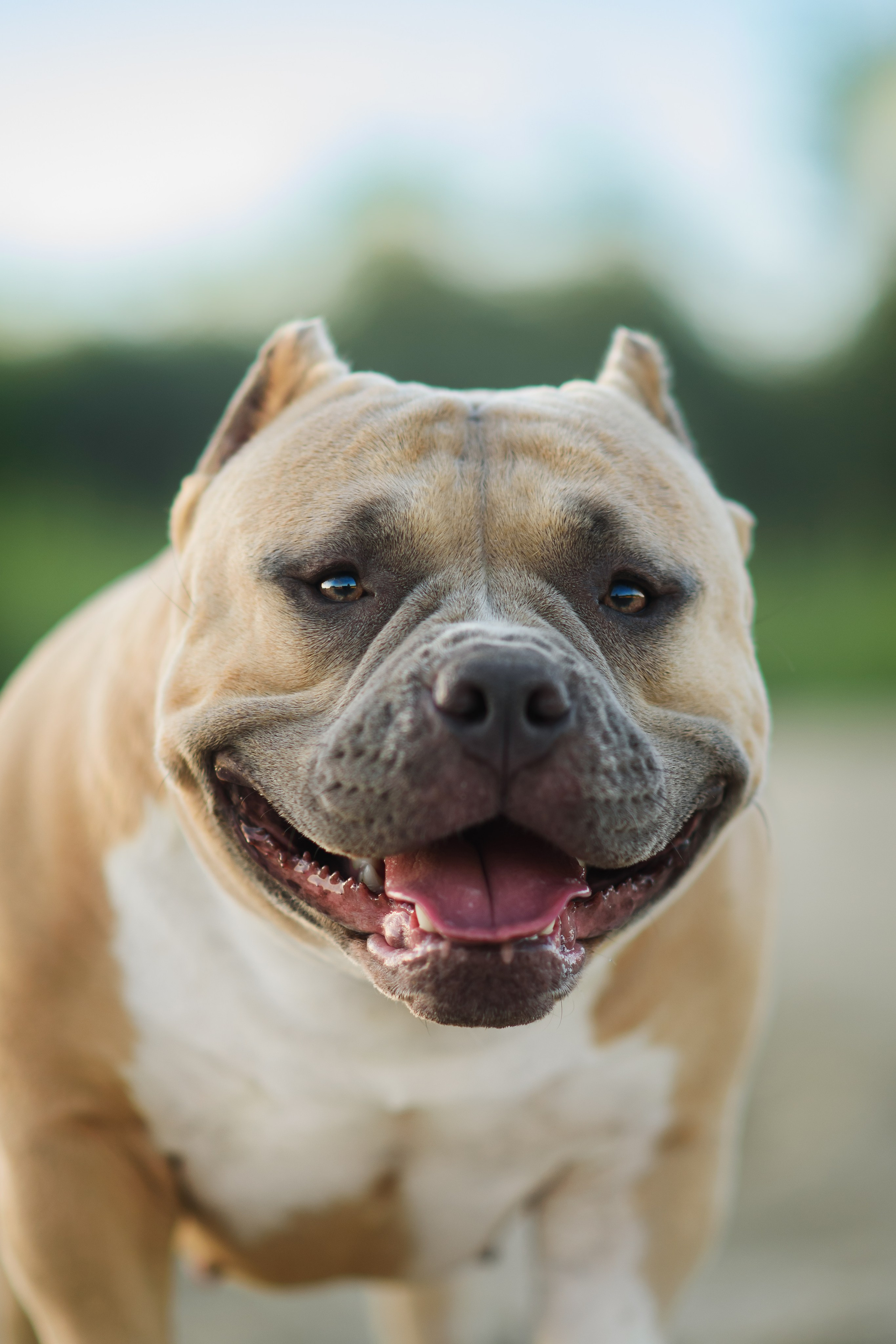 Тея — Амбулли — 23.07.2024. Фотограф — Анималист | Анна Абрамова