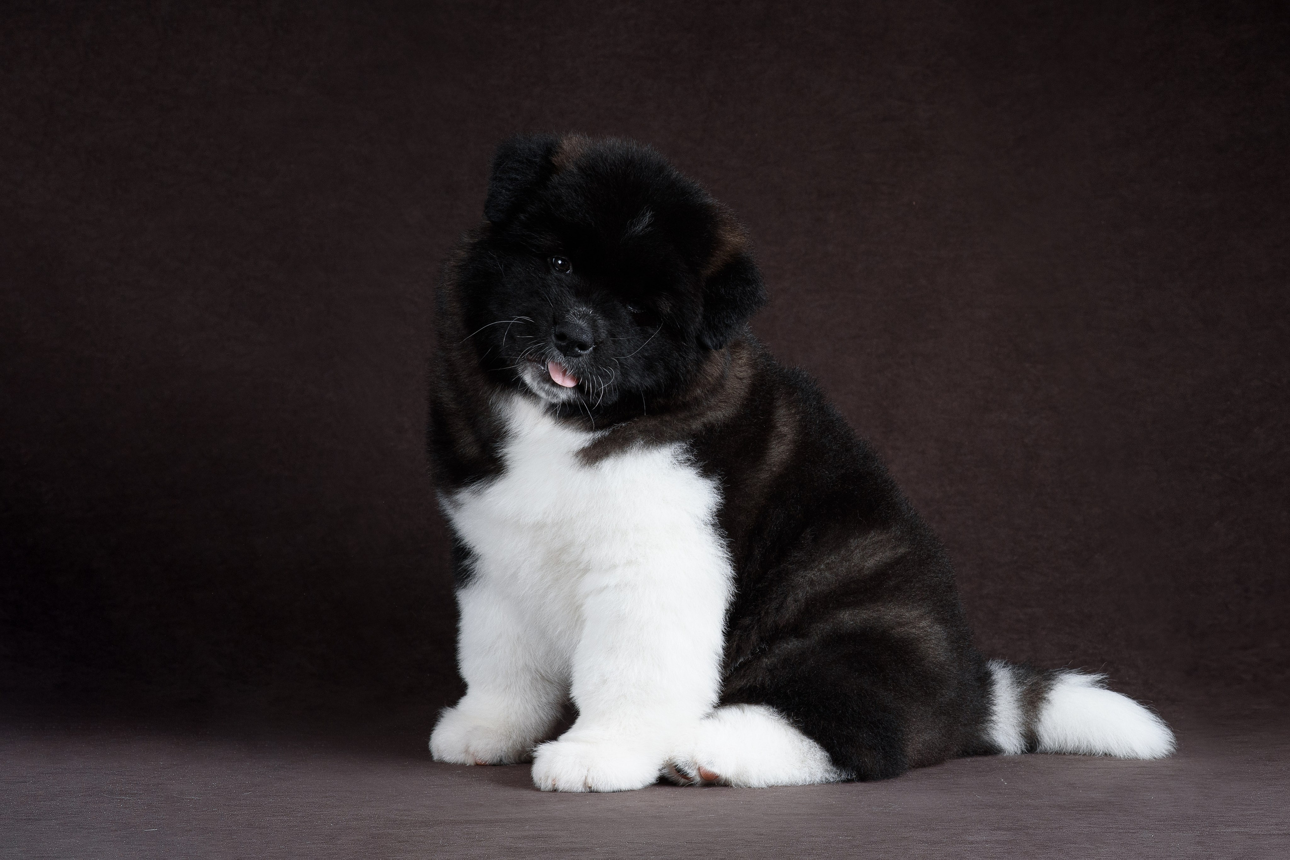 Щенки Американской Акиты (GRAND AMAK) Цезарь и Ника — 15.03.2024. Фотограф — Анималист | Анна Абрамова
