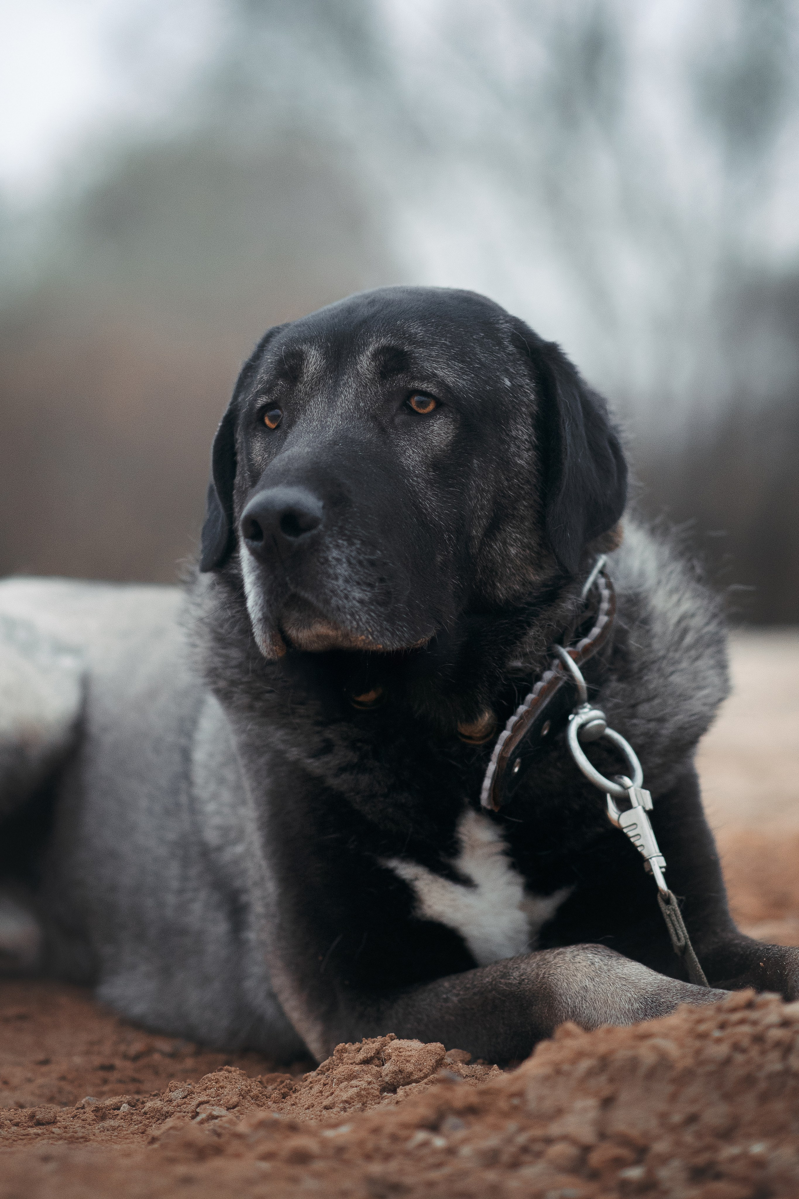 Фотограф — Анималист | Анна Абрамова