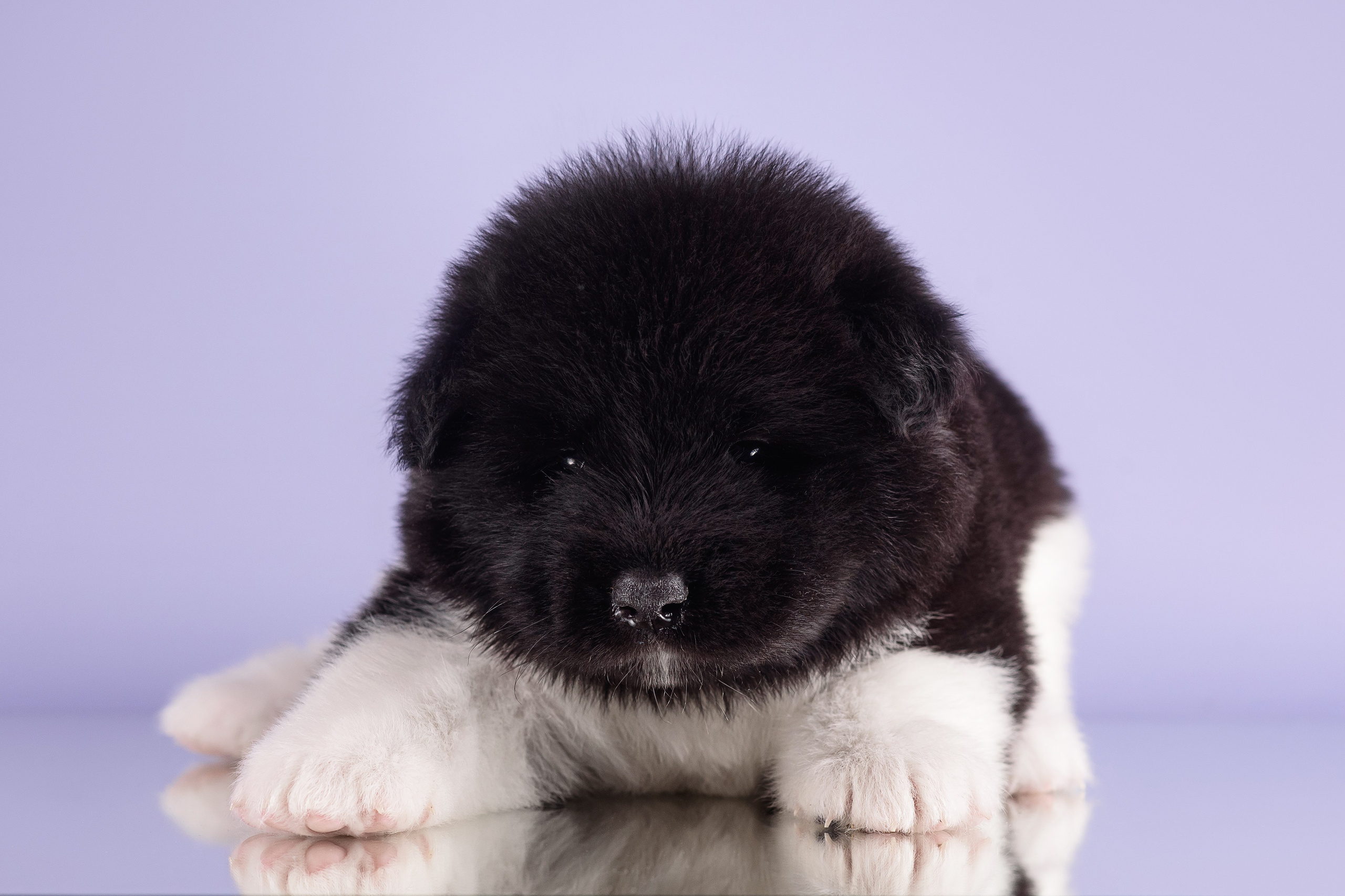 Щенки Американской Акиты — 04.11.2024. Фотограф — Анималист | Анна Абрамова