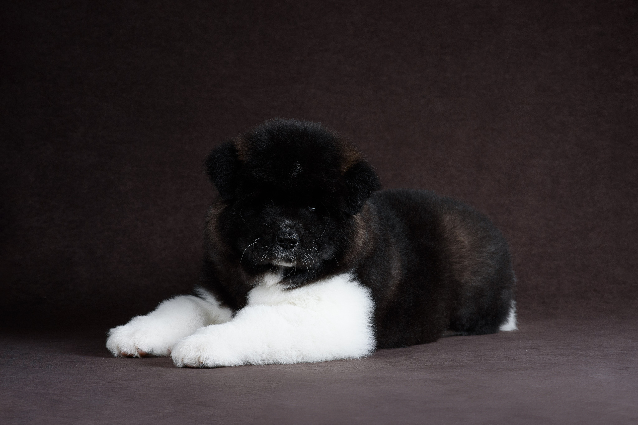 Щенки Американской Акиты (GRAND AMAK) Цезарь и Ника — 15.03.2024. Фотограф — Анималист | Анна Абрамова
