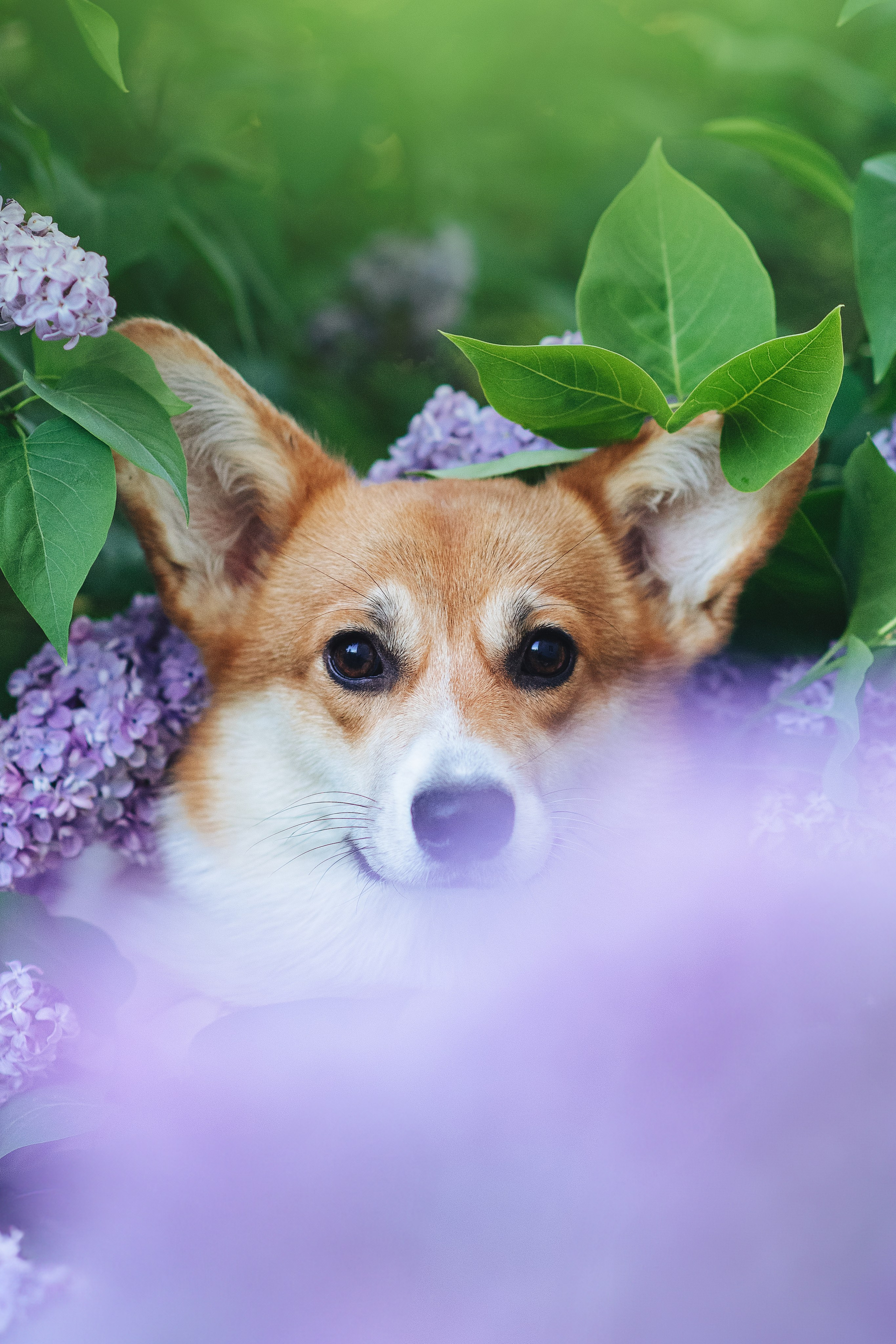 Синнабон — 25.05.2024. Фотограф — Анималист | Анна Абрамова