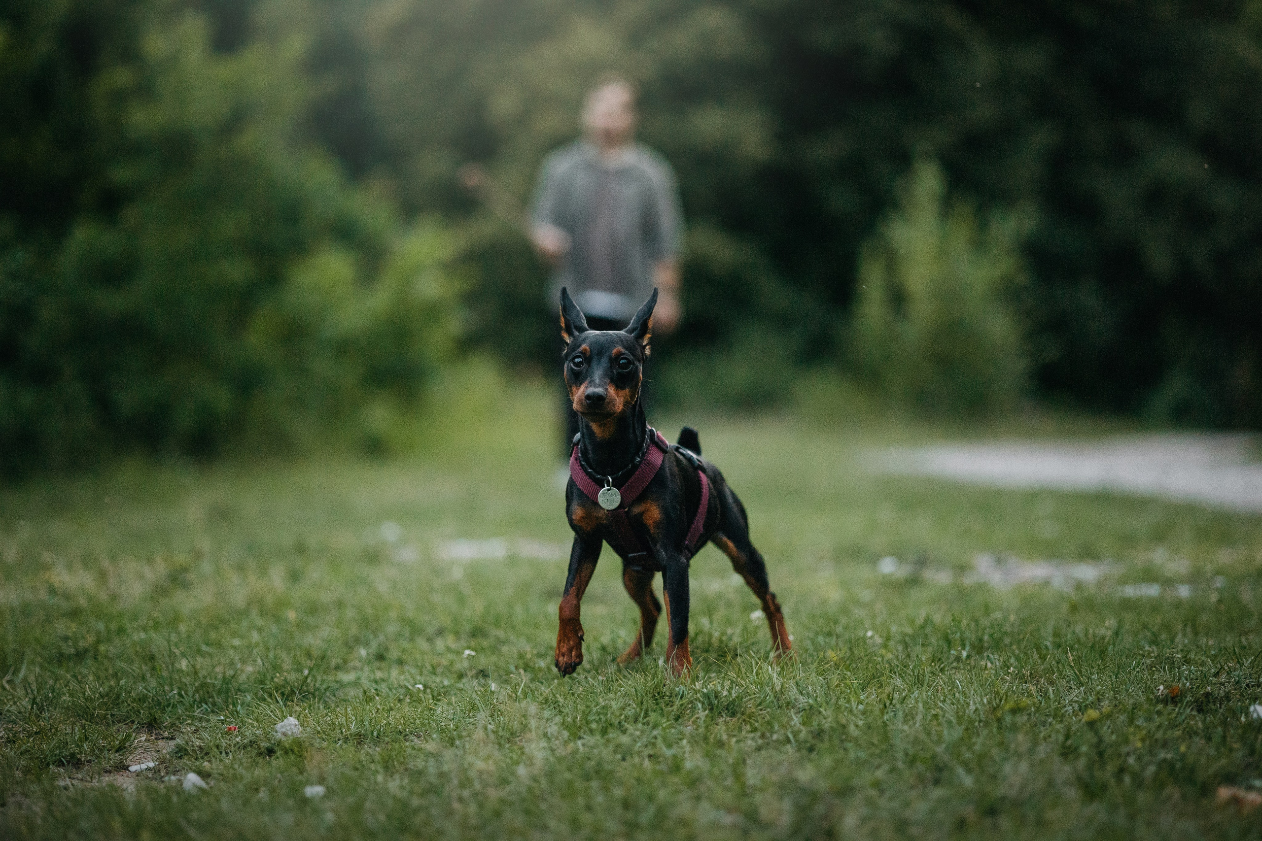 Сириус и его семья. Фотограф — Анималист | Санкт-Петербург