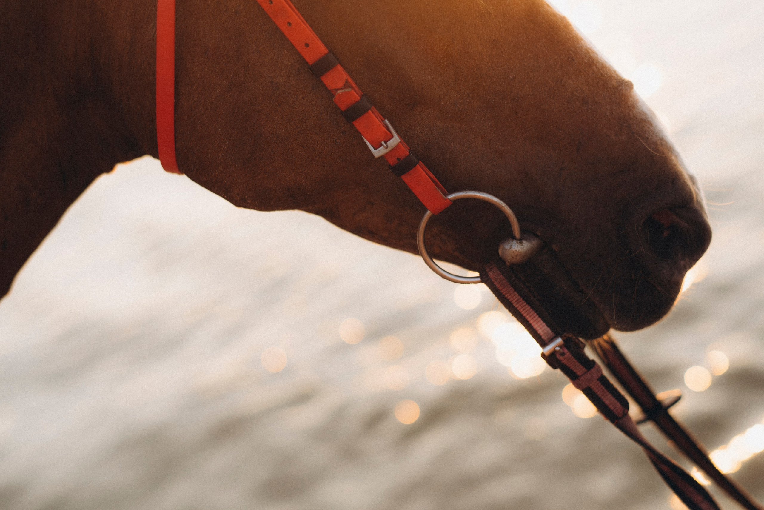 Август. Свадебный фотограф Ростов-на-Дону от 4 400 руб. |Кристина Гайсенюк