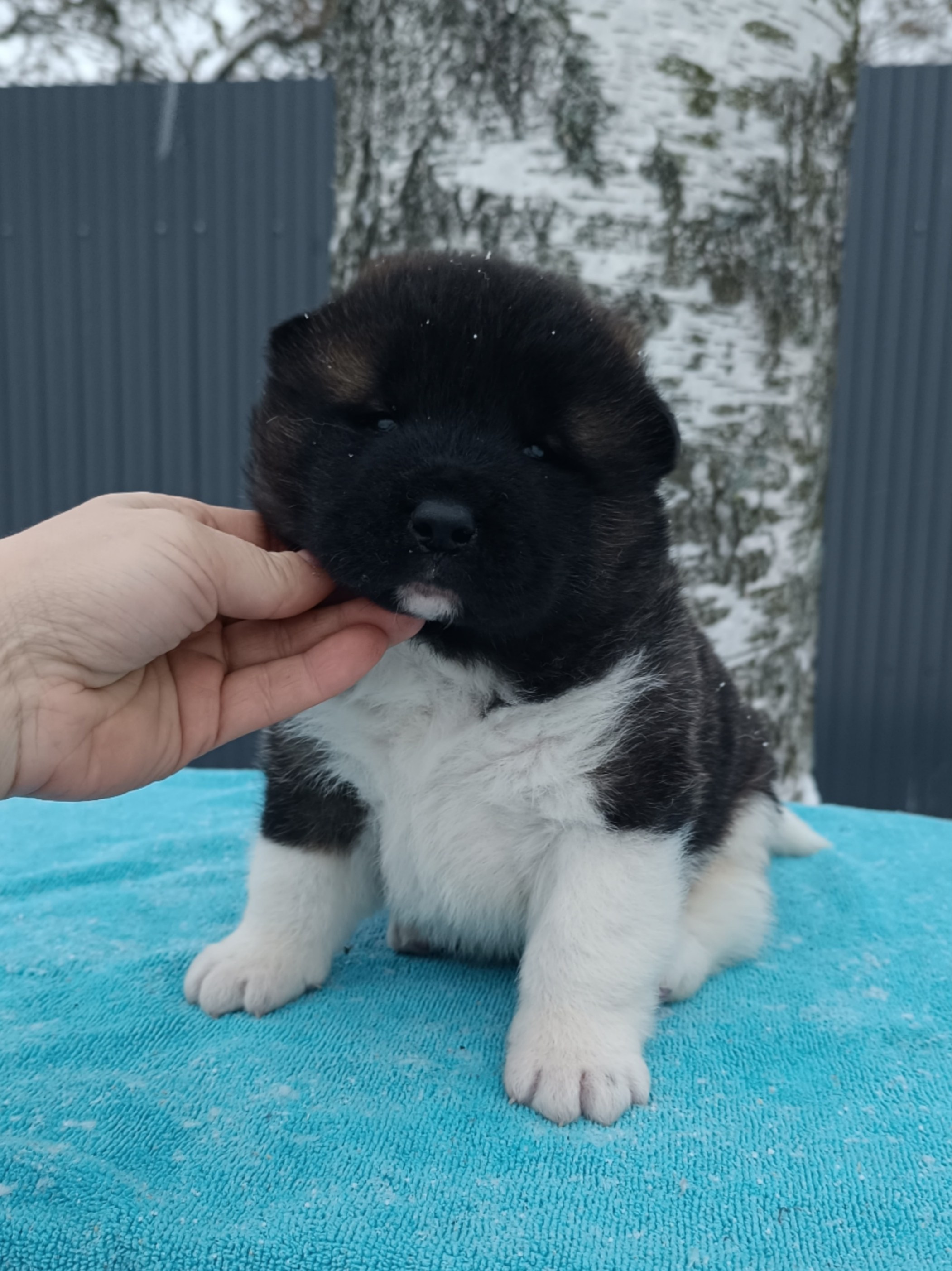 Американская акита  щенки питомник Санкт-Петербург клубные щенки Американская акита питомник RUBYLIGHT Рубилайт купить щенка американской акиты