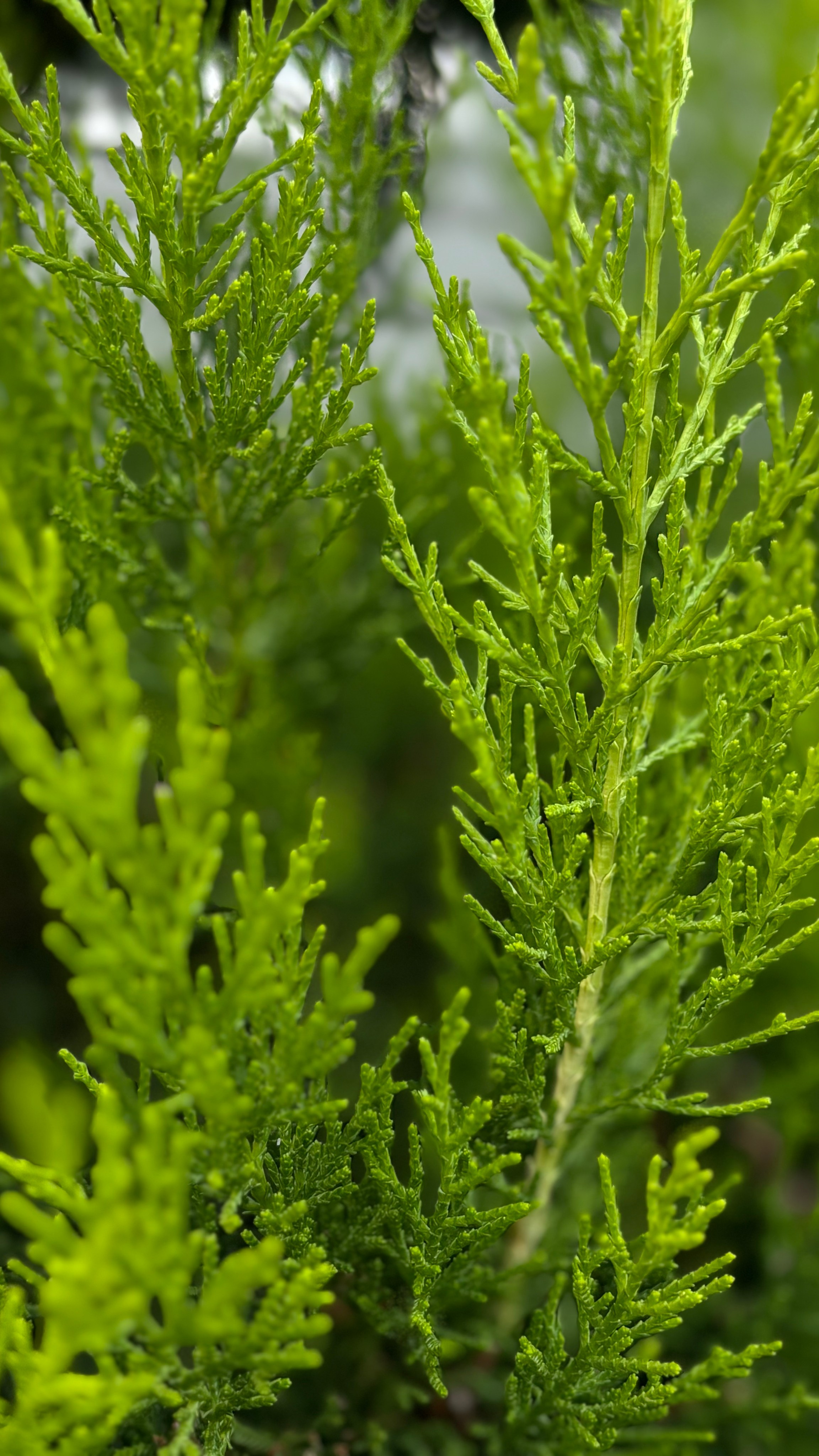 Алания, Турция. Персональный фотограф Москва