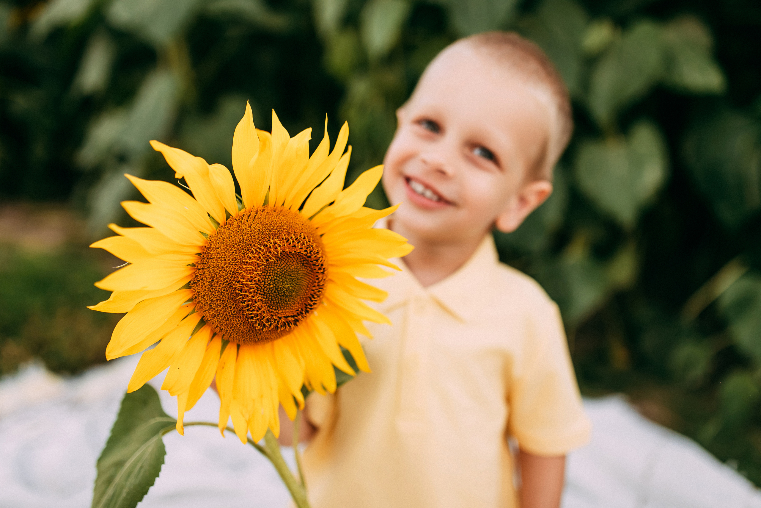 Однажды в подсолнухах. Свадебный и семейный фотограф Анастасия Меркуль