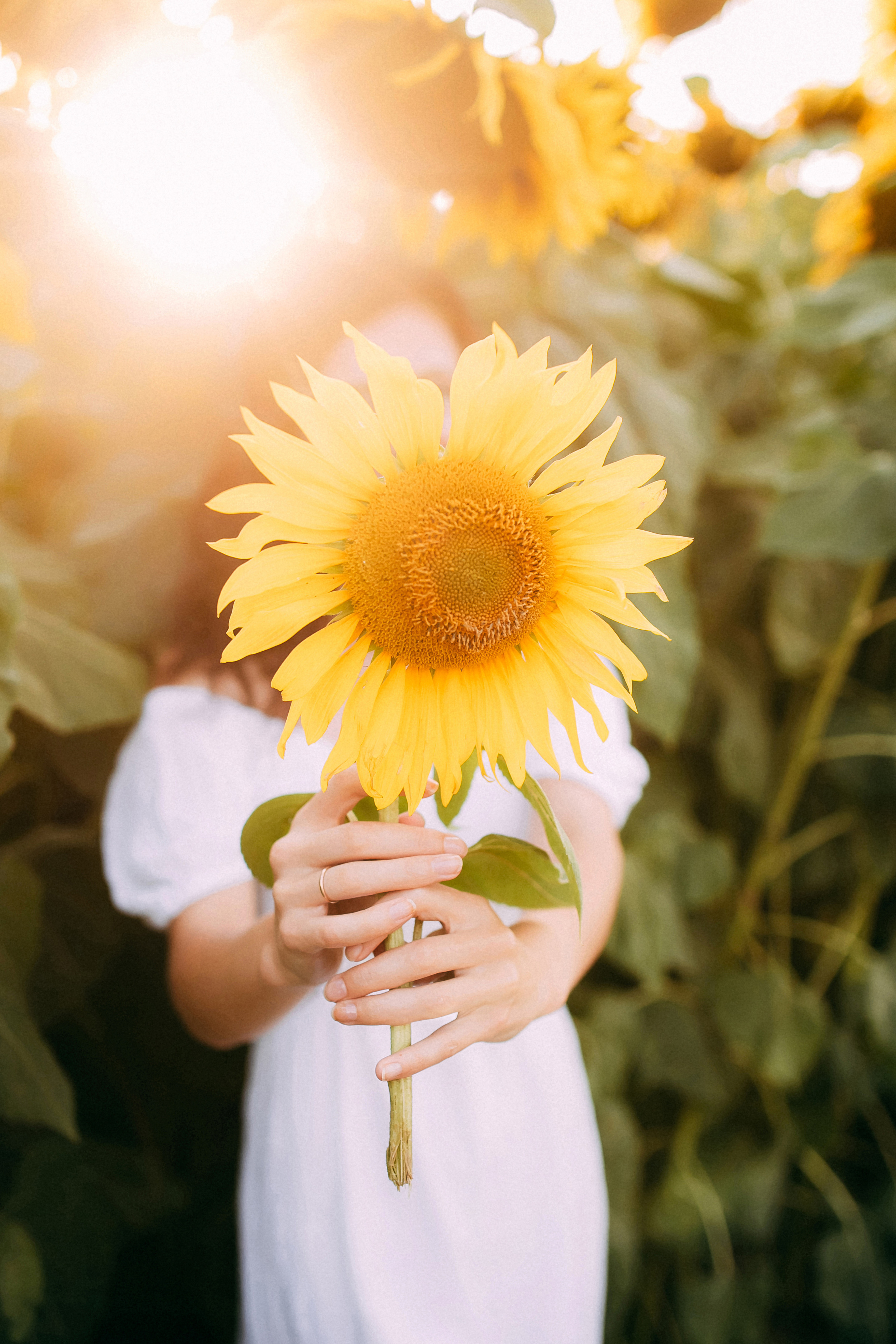 Однажды в подсолнухах. Свадебный и семейный фотограф Анастасия Меркуль