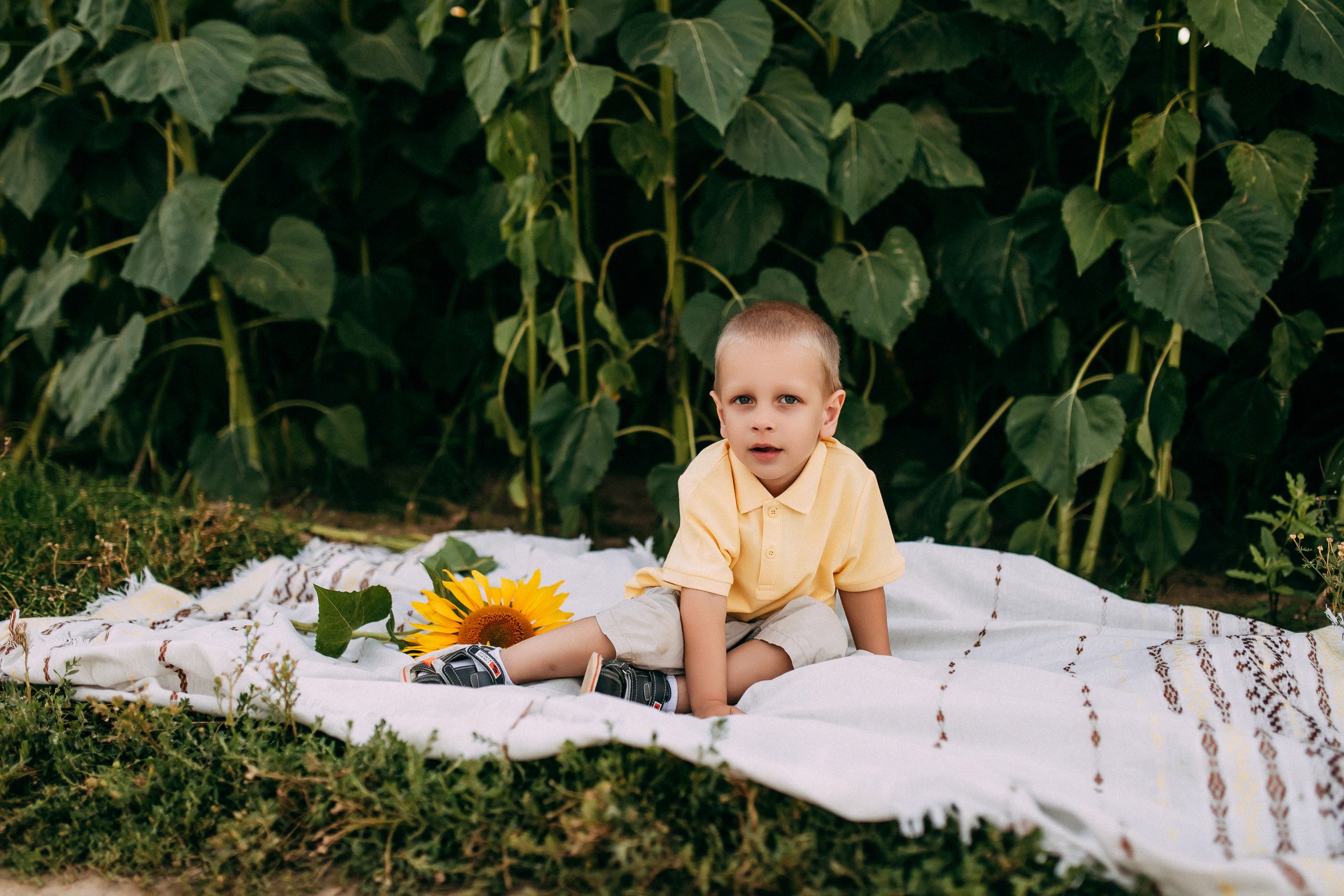 Однажды в подсолнухах. Свадебный и семейный фотограф Анастасия Меркуль