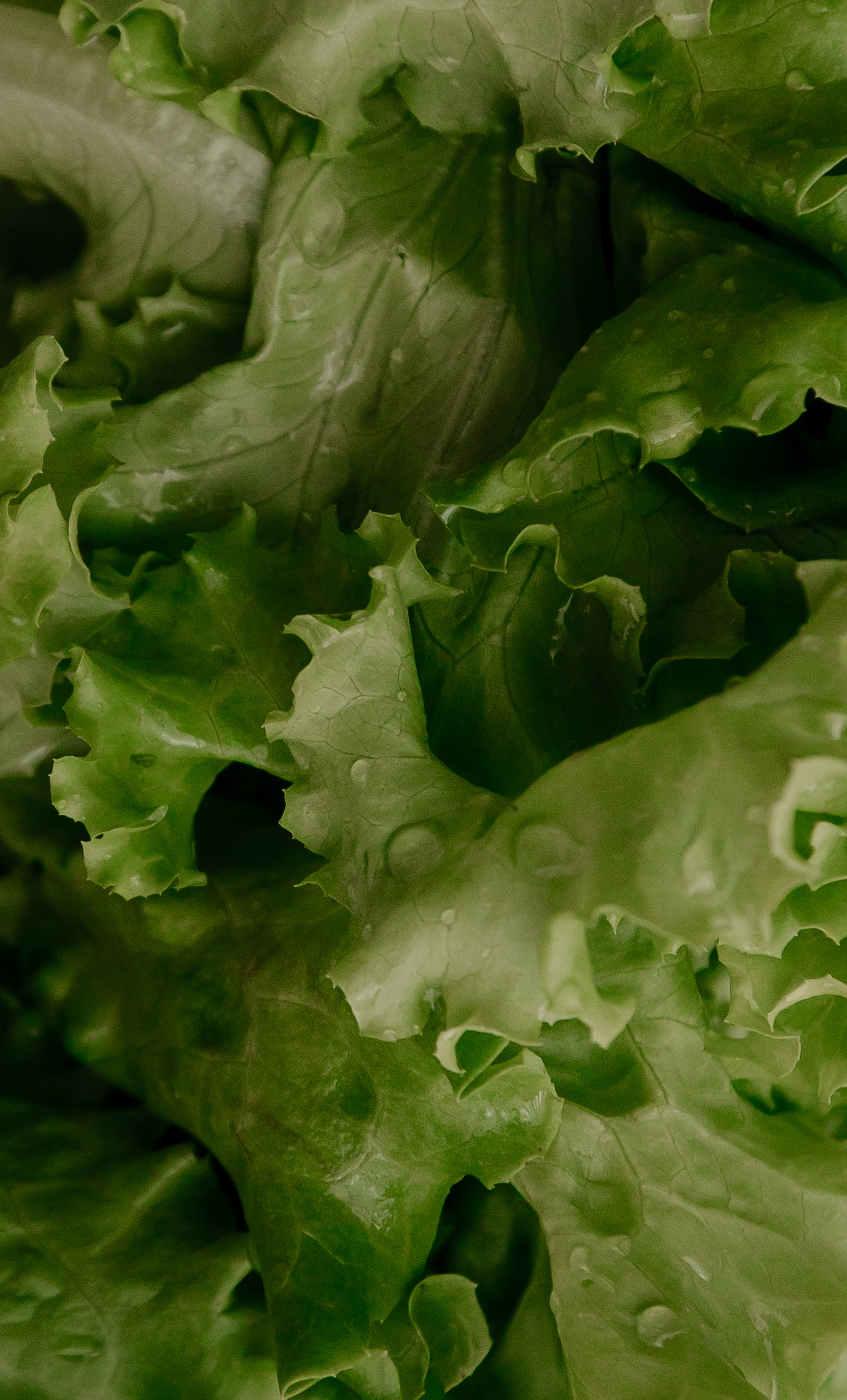 Оксана (для блога). Свадебный фотограф Таня Караисаева