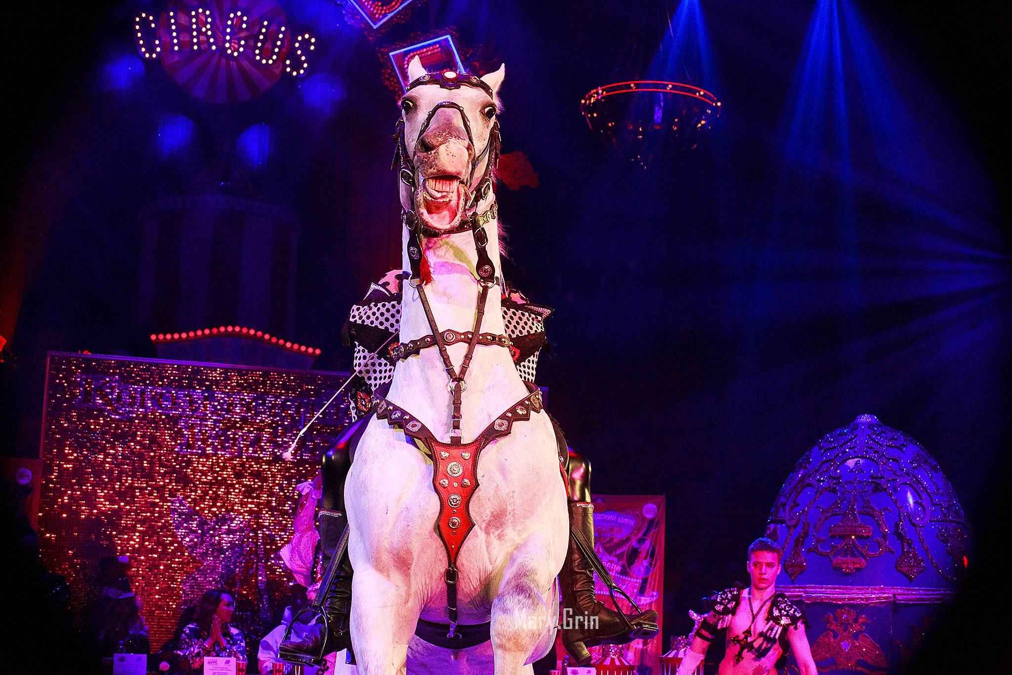 Цирк Гии Эрадзе. Детский и семейный фотограф, фотограф мероприятий Нижний Новгород