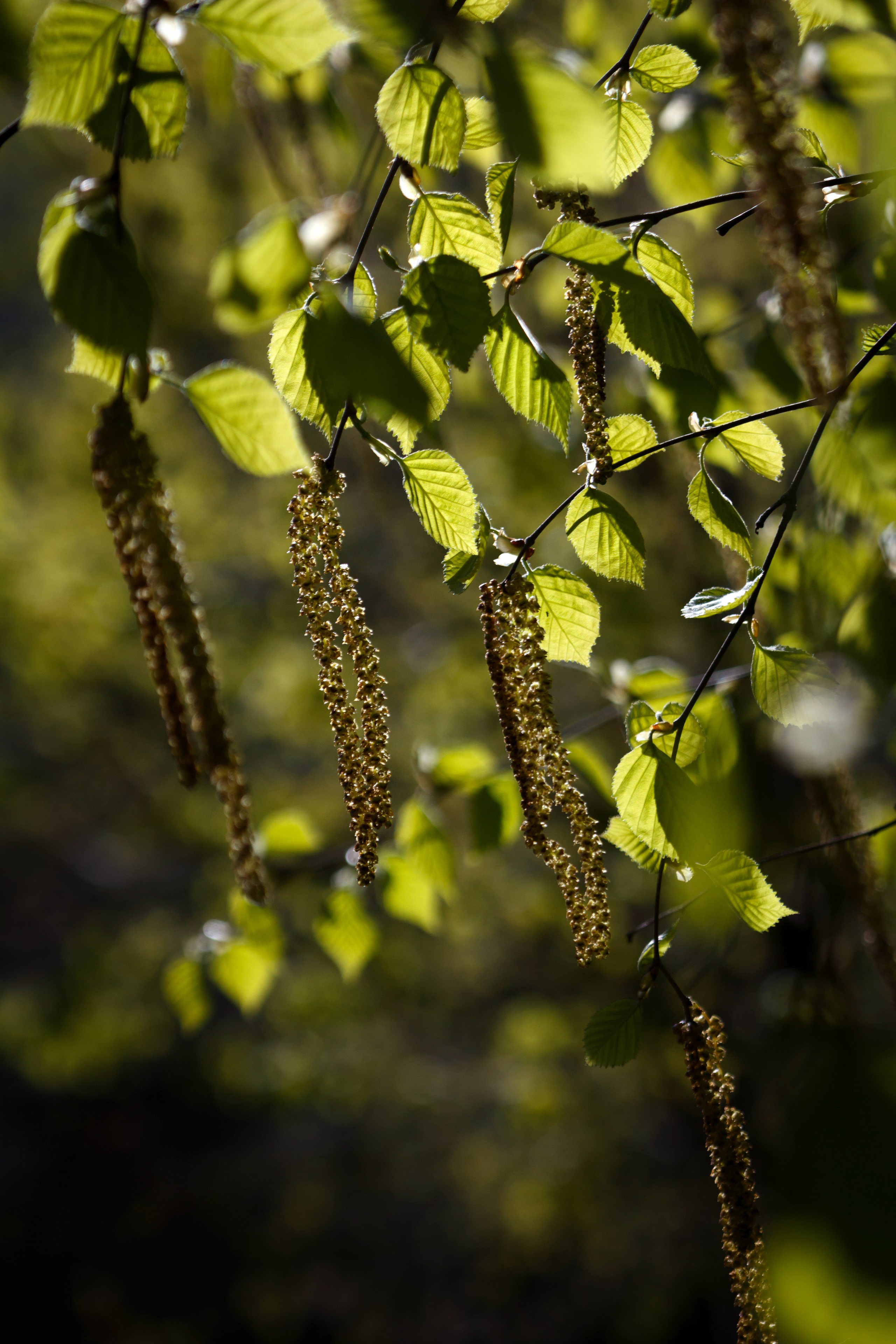 Весна. Катя Цвет