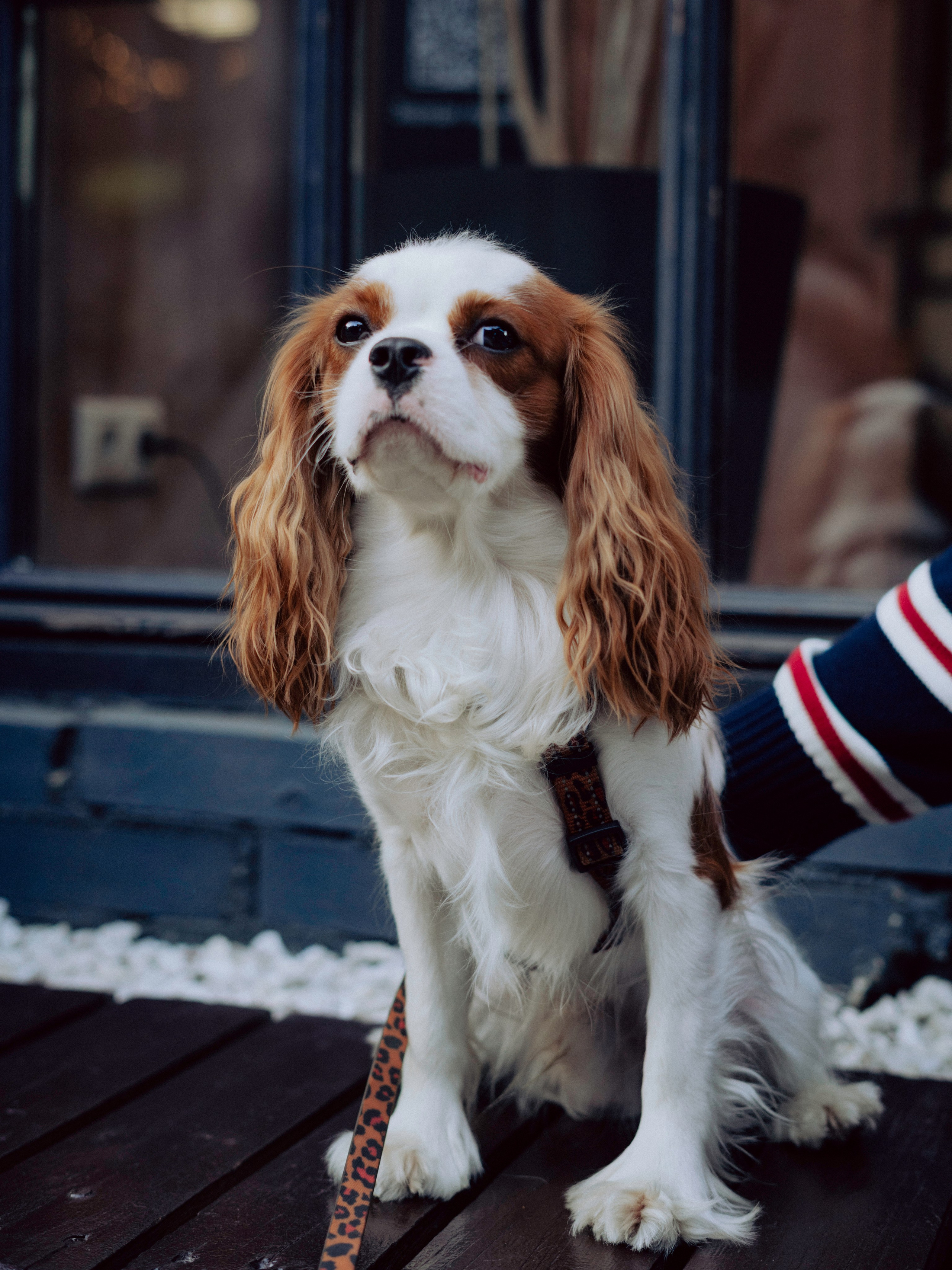 INPROSSECO FEST. Фотограф в Москве Шалышко Ангелина
