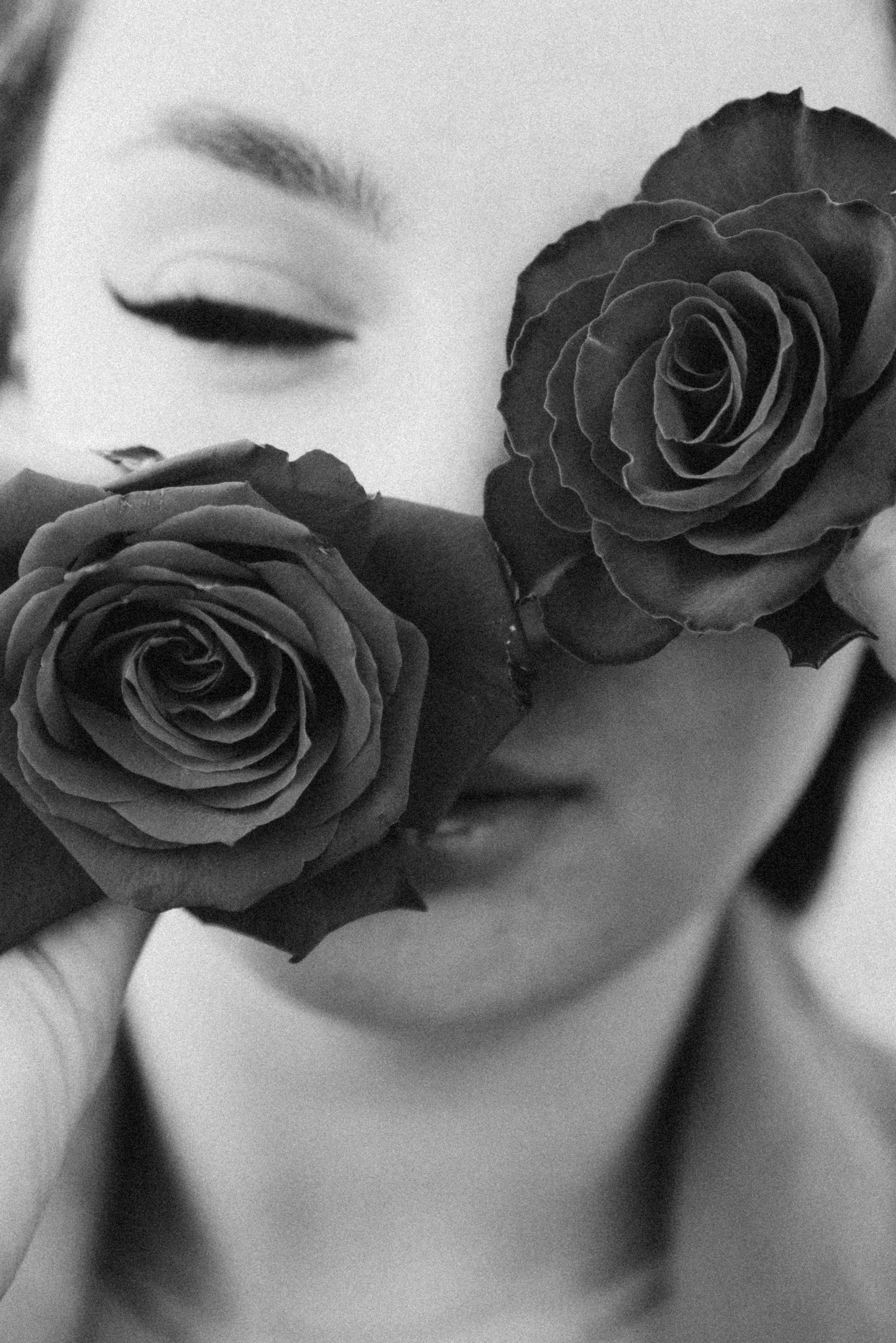 Розы. Профессиональный фотограф, Санкт-Петербург — Виктория Богомолова