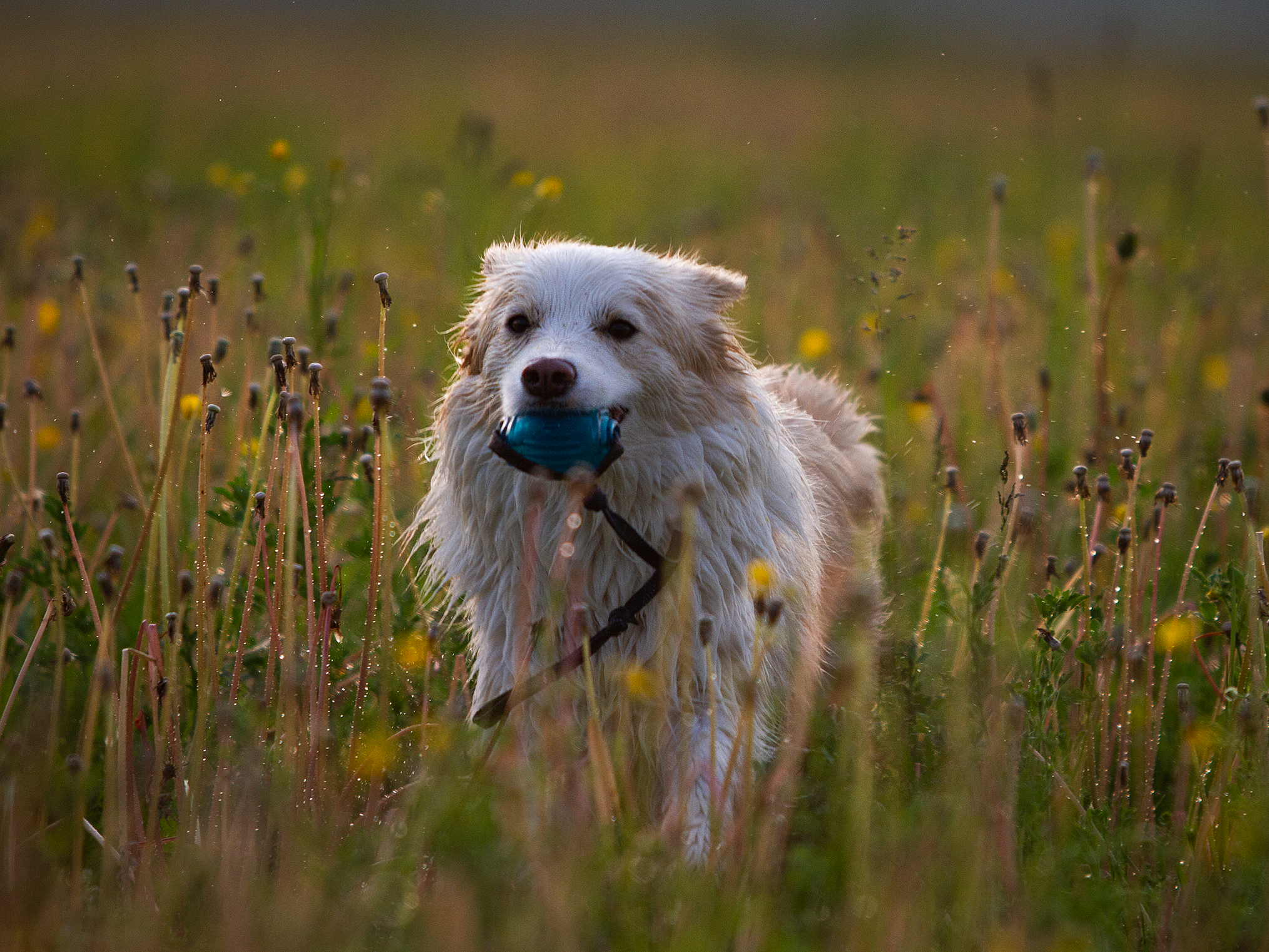 Собаки. Фотограф-анималист в Москве и МО Самойлова Марина