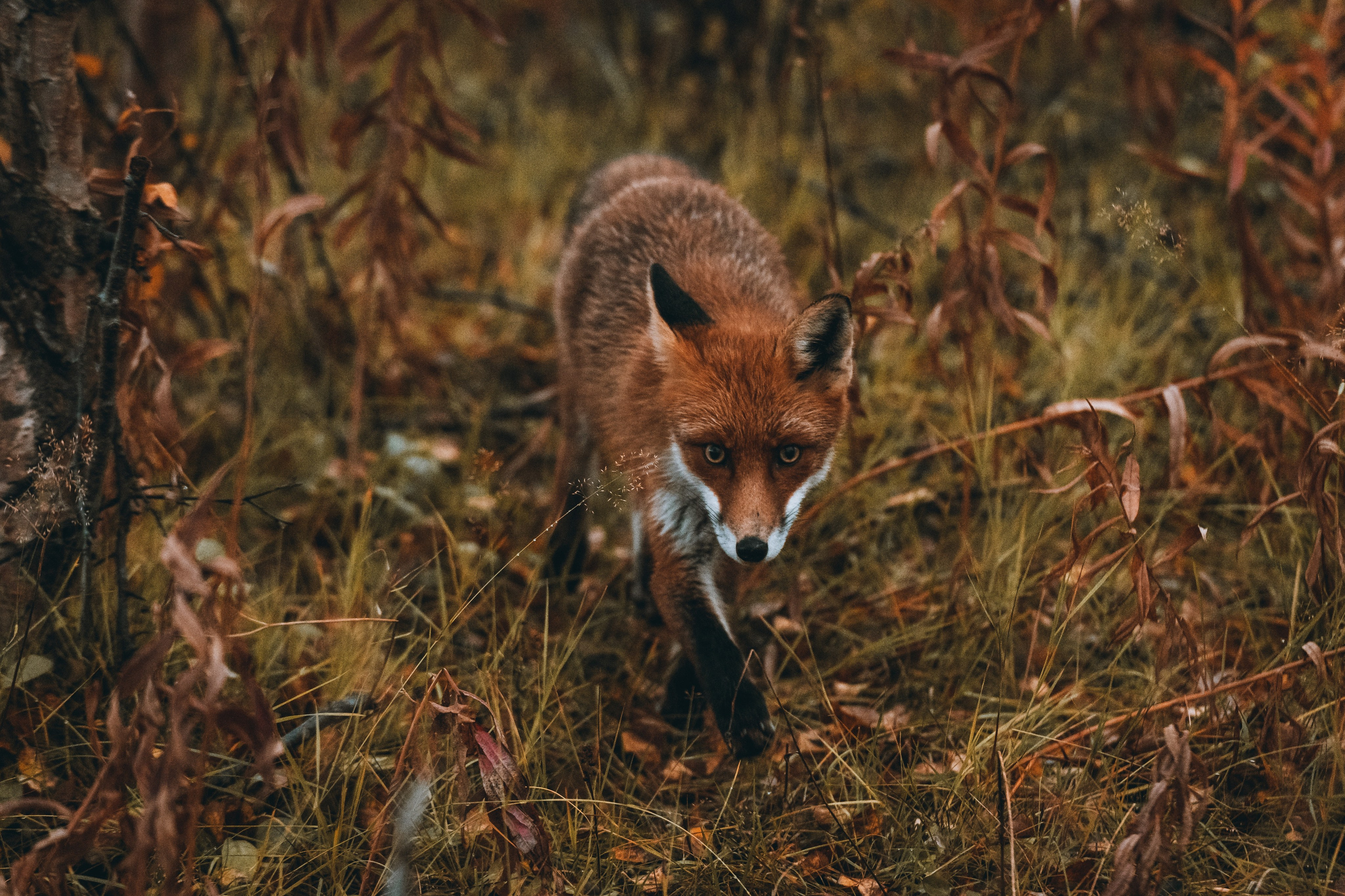 СЕВЕР. Event фотограф Степанова Александра