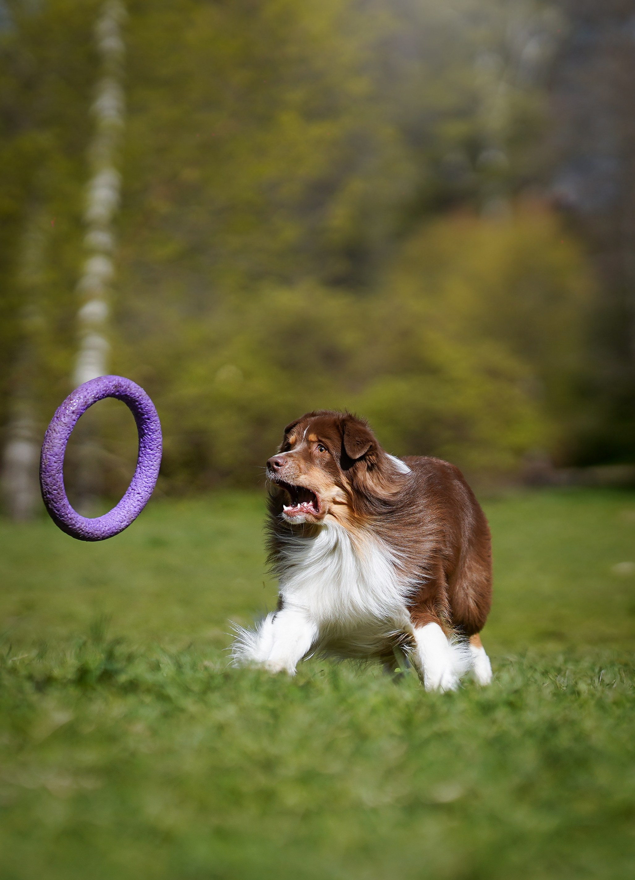 Рокки и Гермиона. Фотограф-анималист в Санкт-Петербурге Яна Мартынова