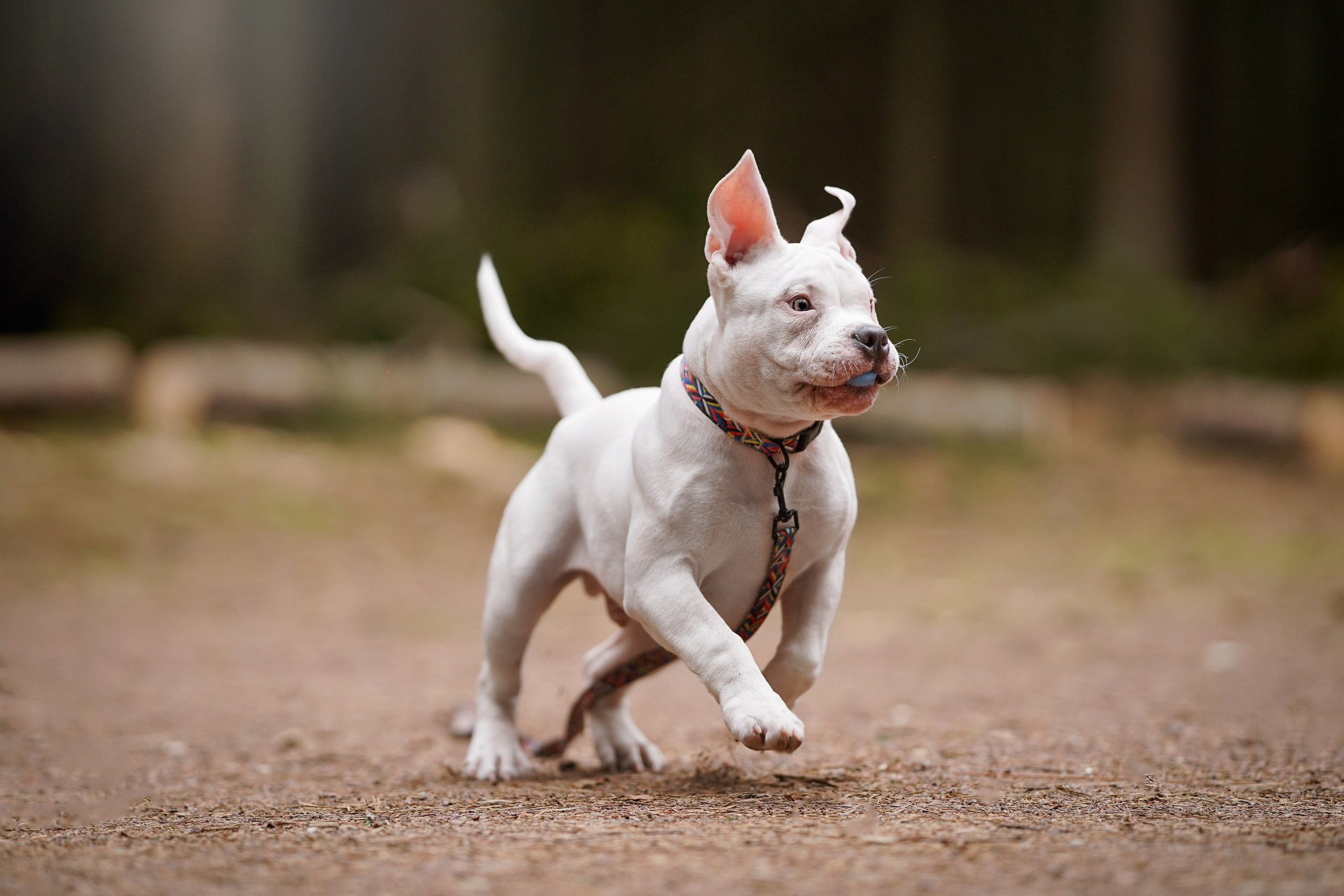 Щенки булли. Фотограф-анималист в Санкт-Петербурге Яна Мартынова