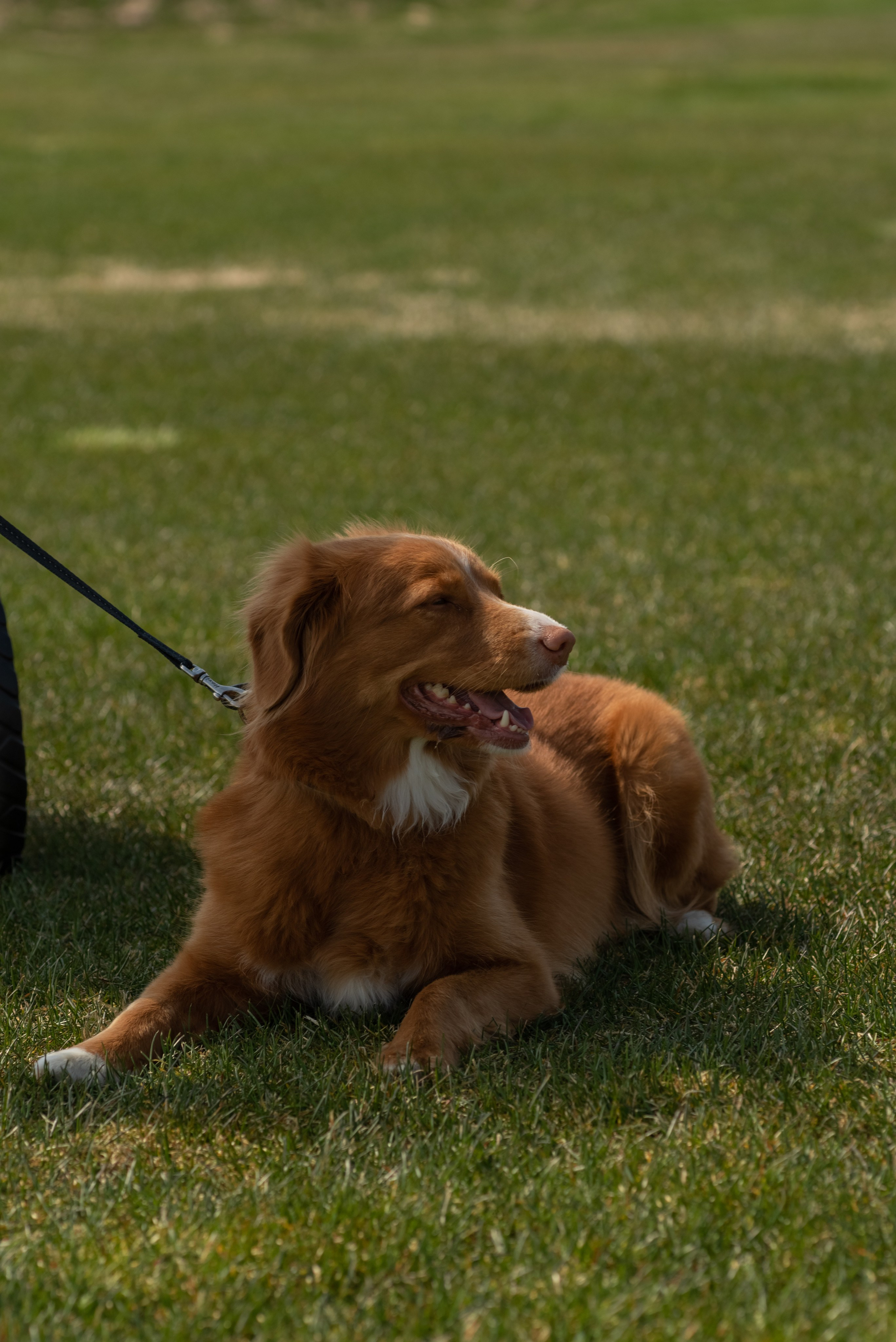 Фотосессия, Репортаж турнира по гольфу. Корпоративная фотосессия. Фотограф Юлия Кондратьева