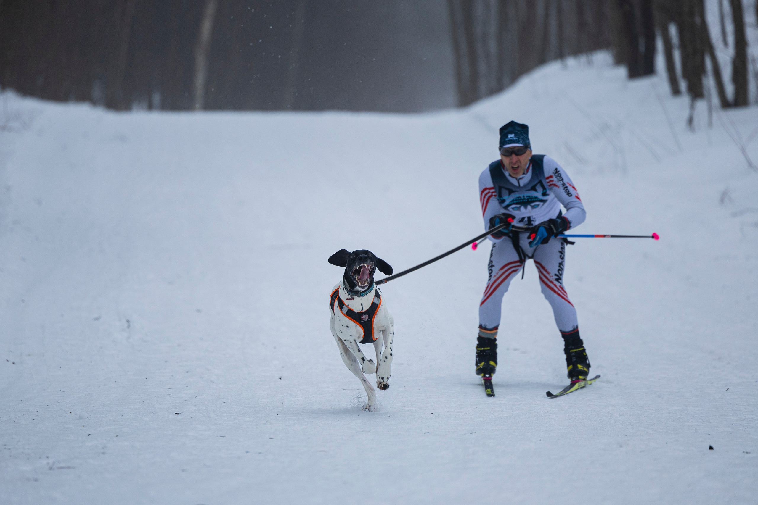 Зимний Чемпионат Санкт-Петербурга по ездовому спорту. Фотограф-анималист Анна Маринич