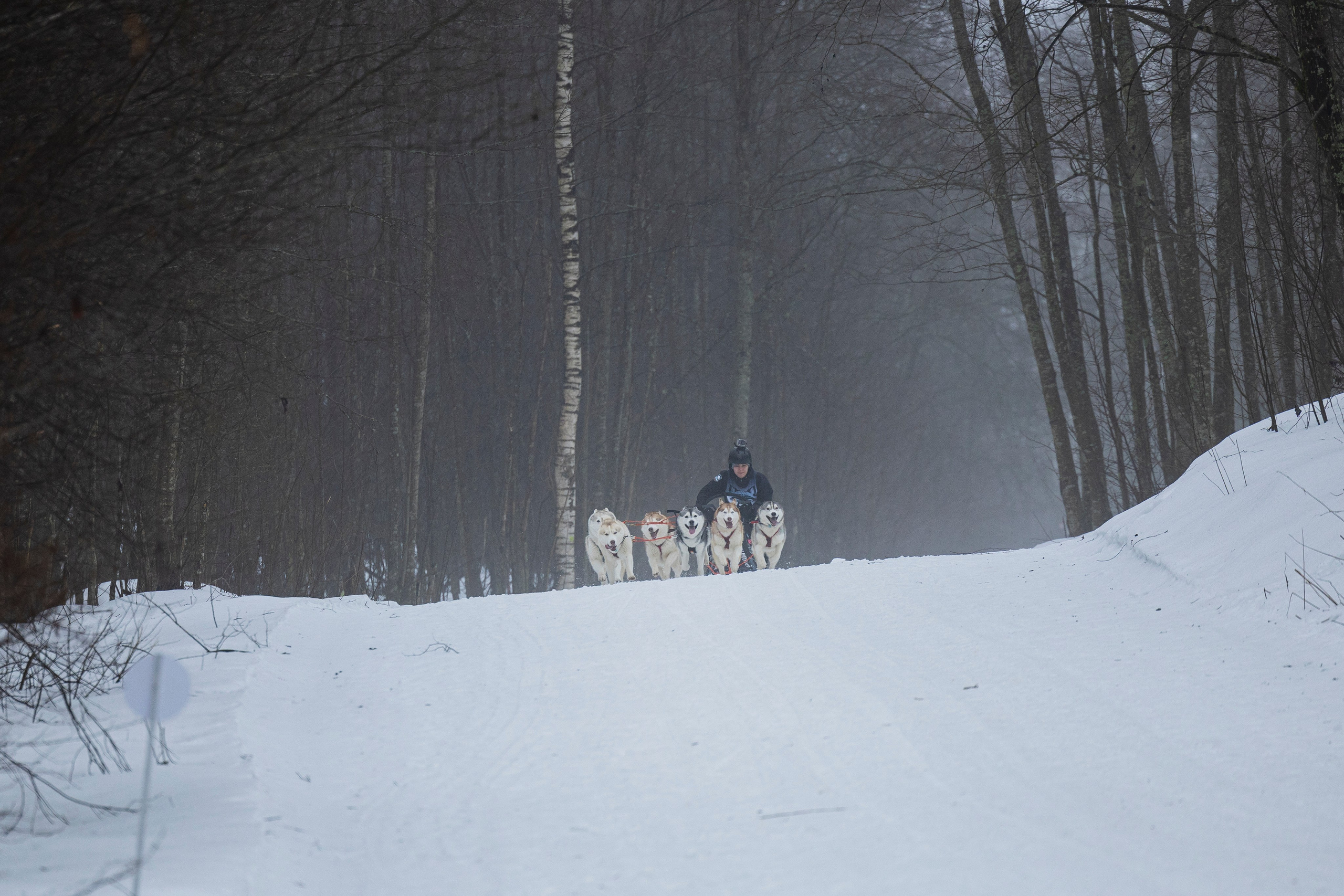 Зимний Чемпионат Санкт-Петербурга по ездовому спорту. Фотограф-анималист Анна Маринич