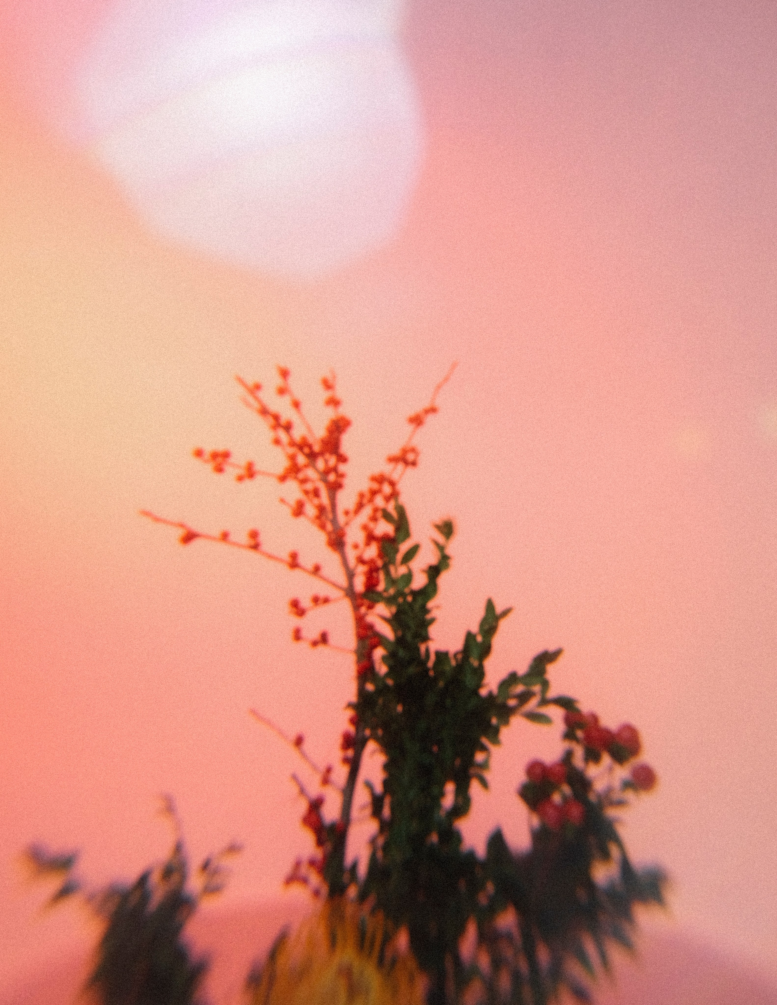 FLOW Alina. Алина Сушенцева фотограф