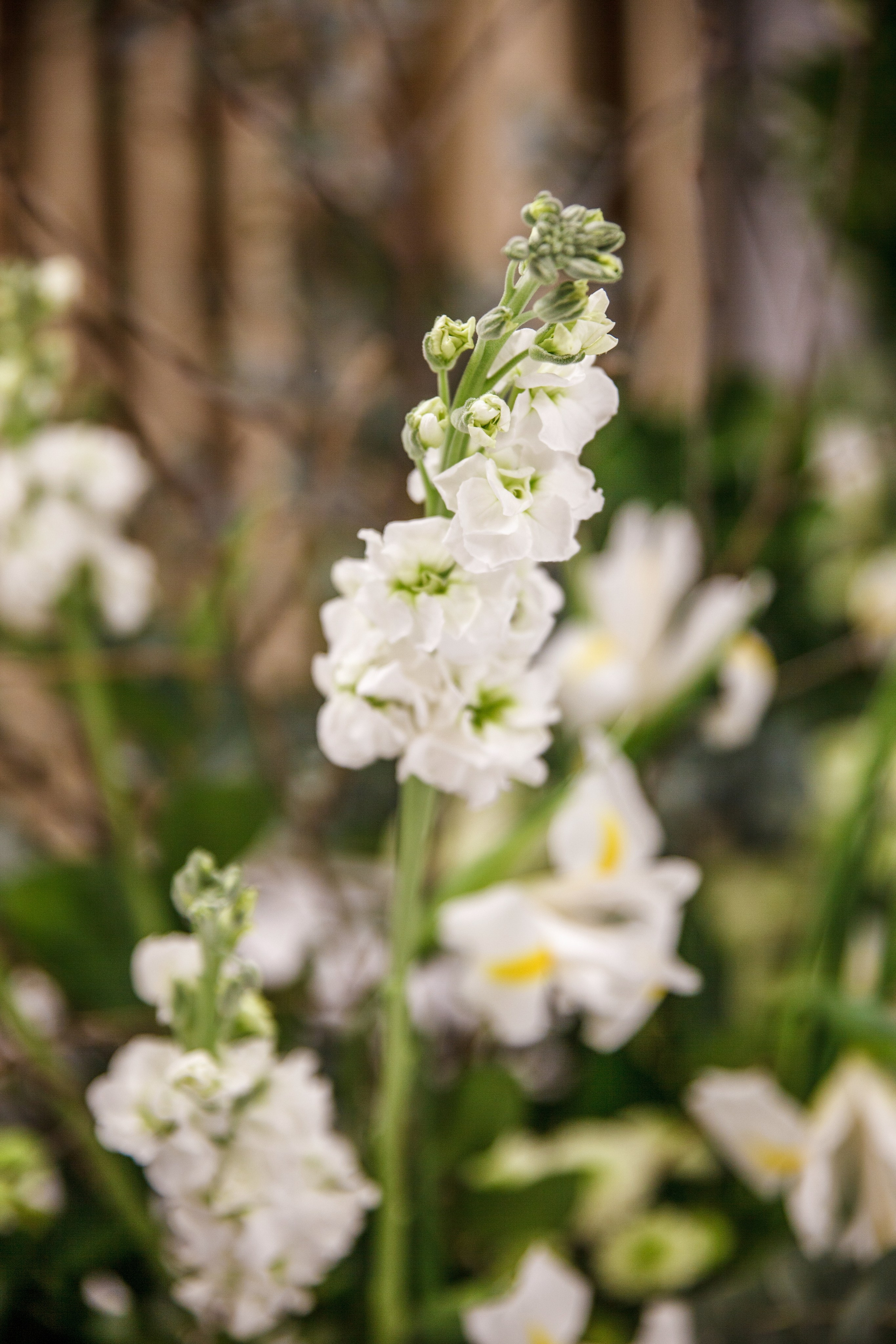 Nashi 2023. Ксения Почтарь. Декоратор и флорист, город Владивосток