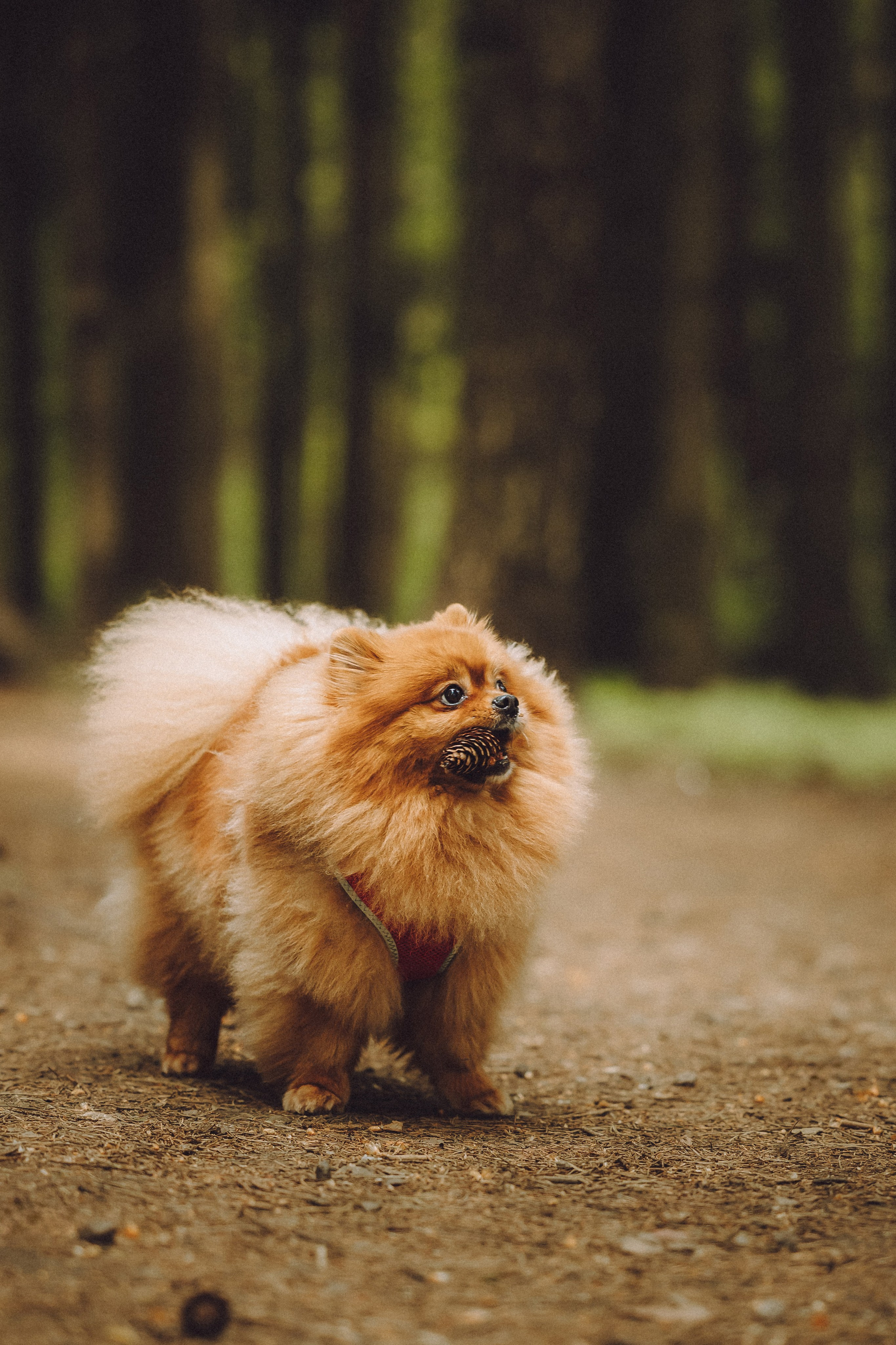 Лорик и его семья