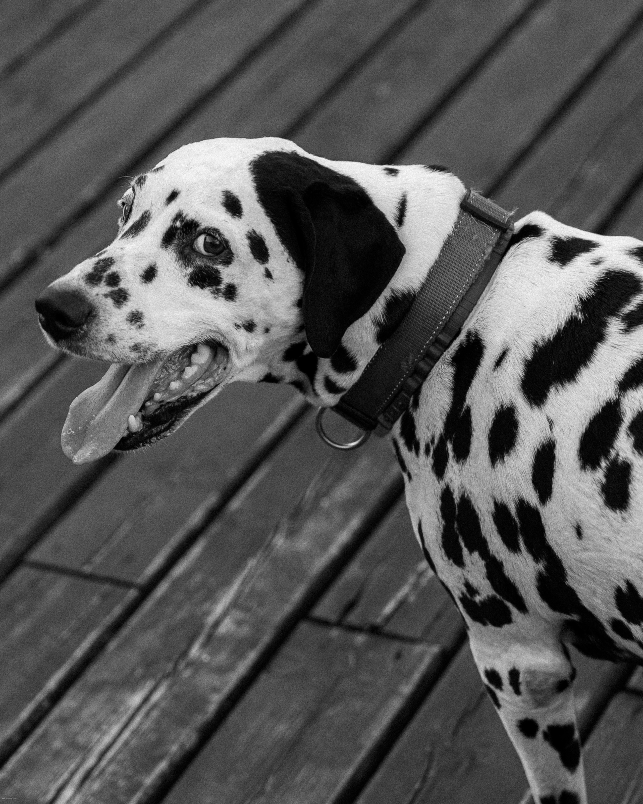 G | K. Свадебный фотограф в Москве Александр Нестеров