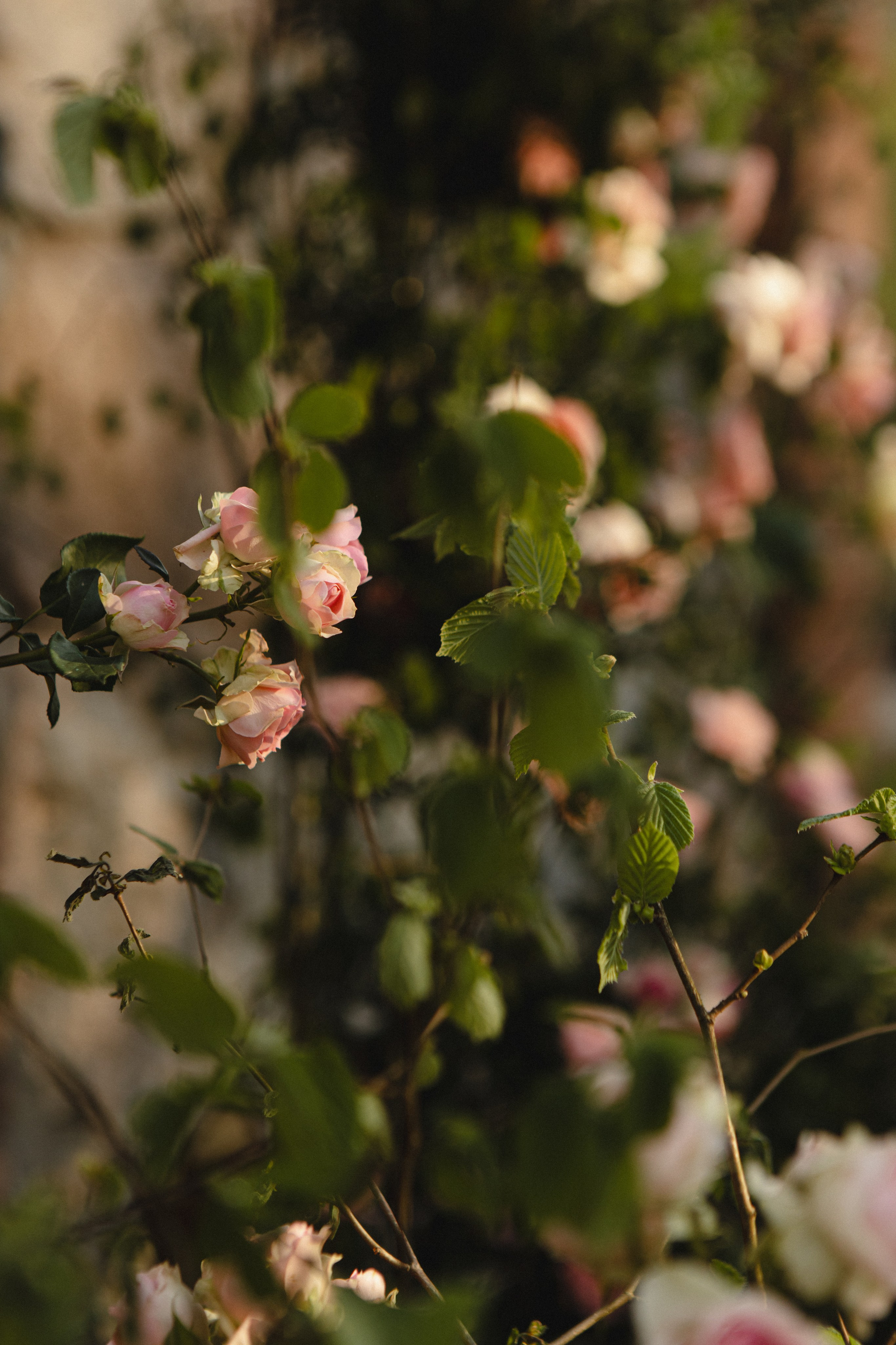 Sherzod & Darya. Портретный фотограф в Минске Анастасия Воробей