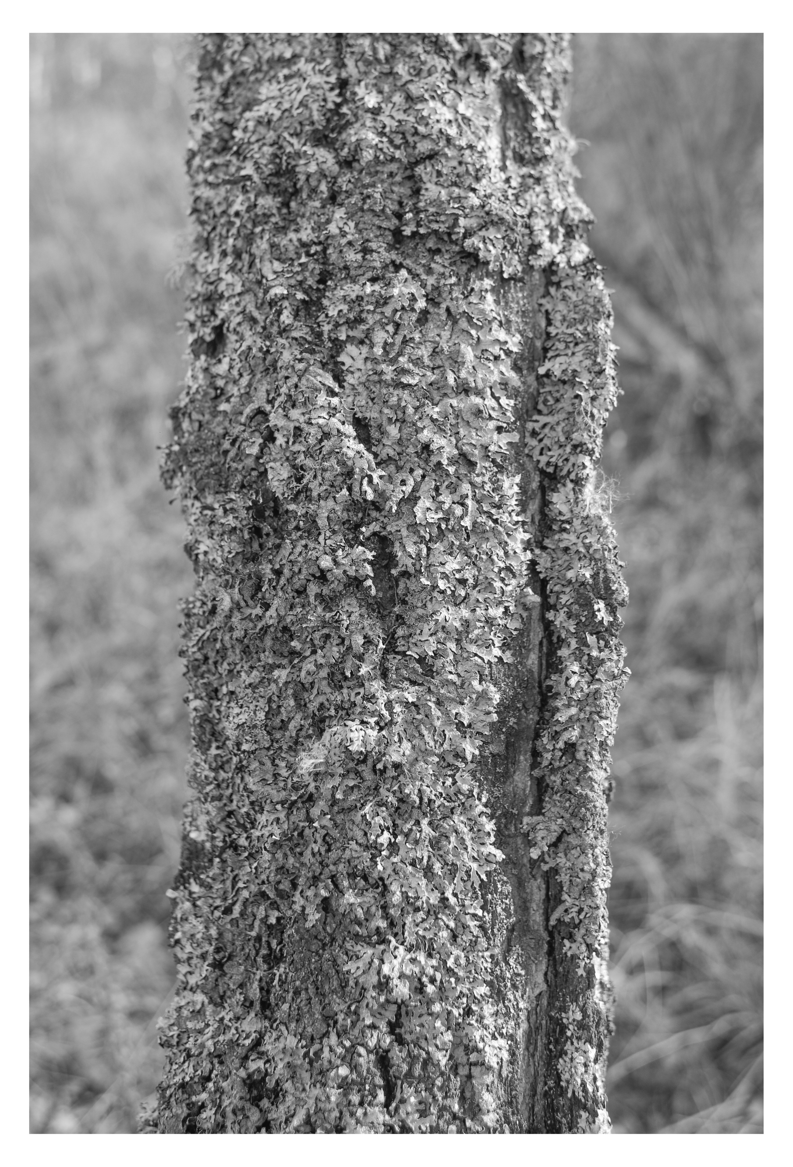 ДЕРЕВНЯ. Фотограф Манакова Ольга