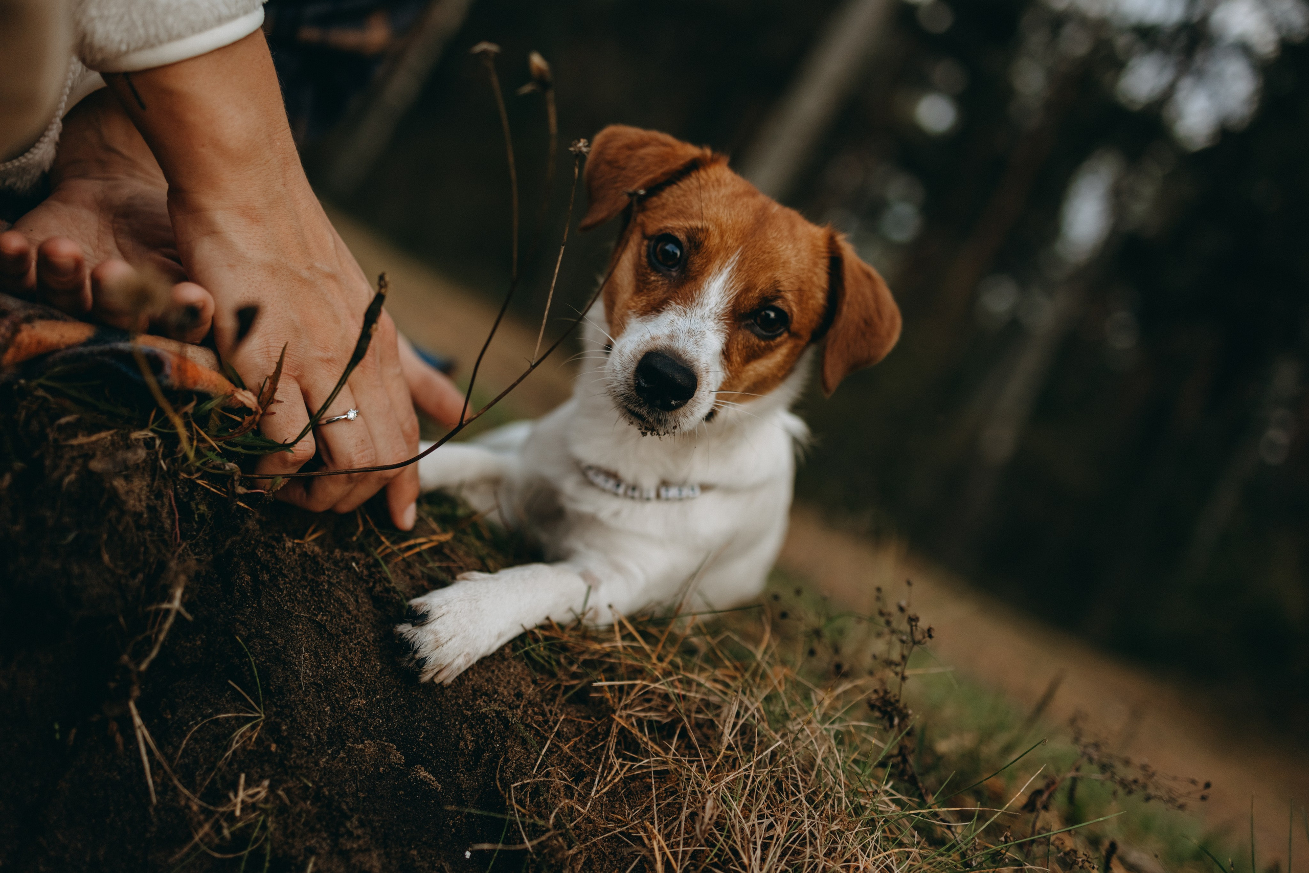 Лея и ее семья. Фотограф — Анималист | Санкт-Петербург