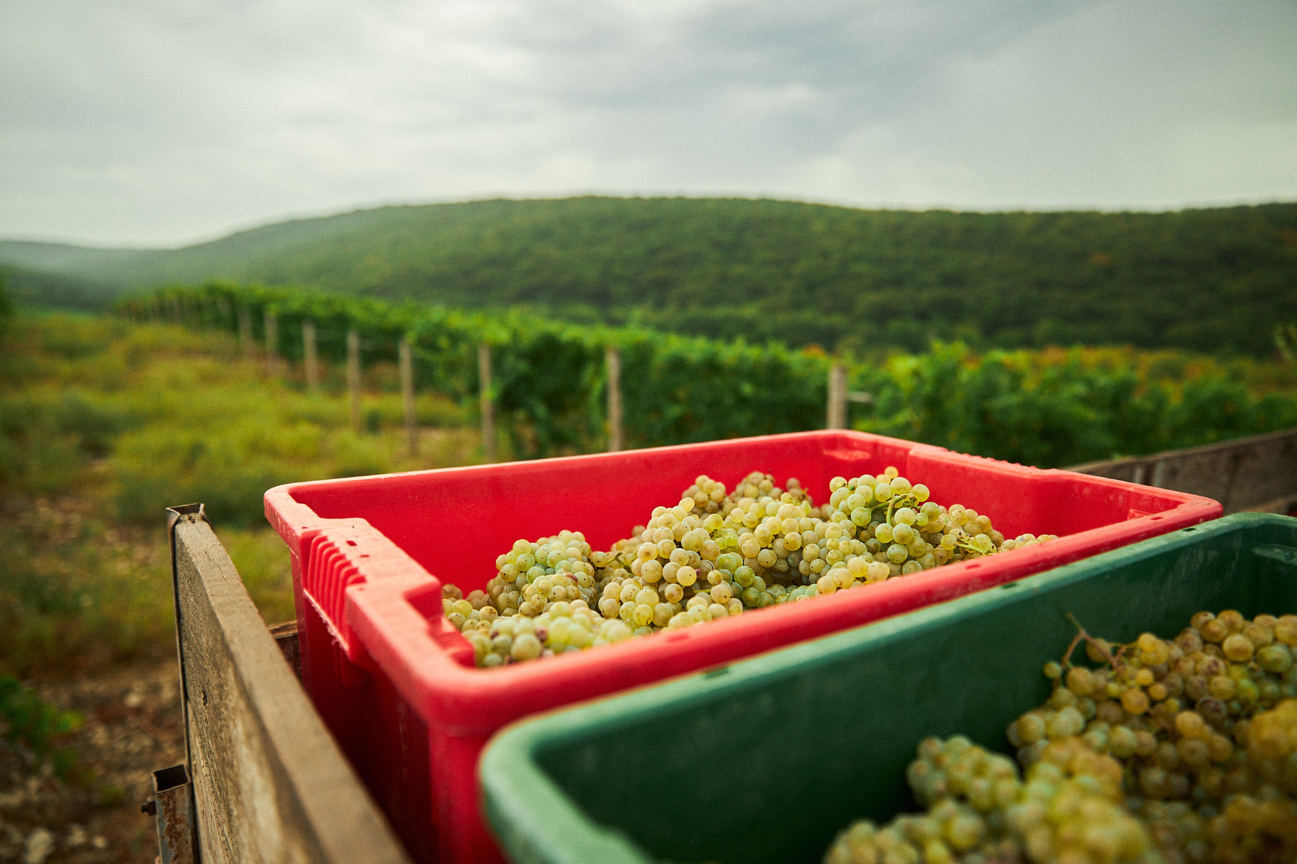 Galitsky & Galitsky. ПОЧЕМУ? СТУДИЯ