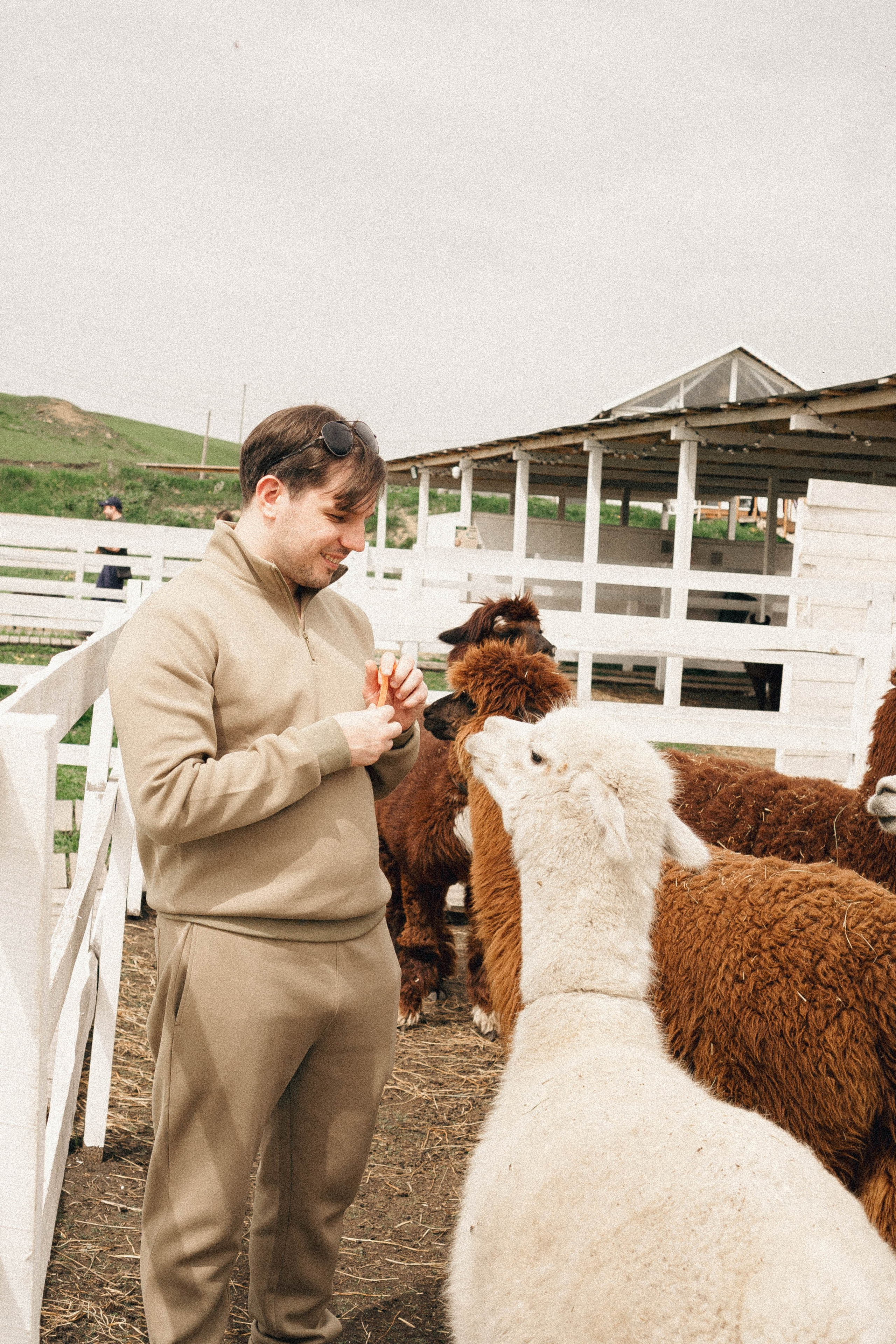 Ферма Альпак. Профессиональный фотограф, Санкт-Петербург — Виктория Богомолова