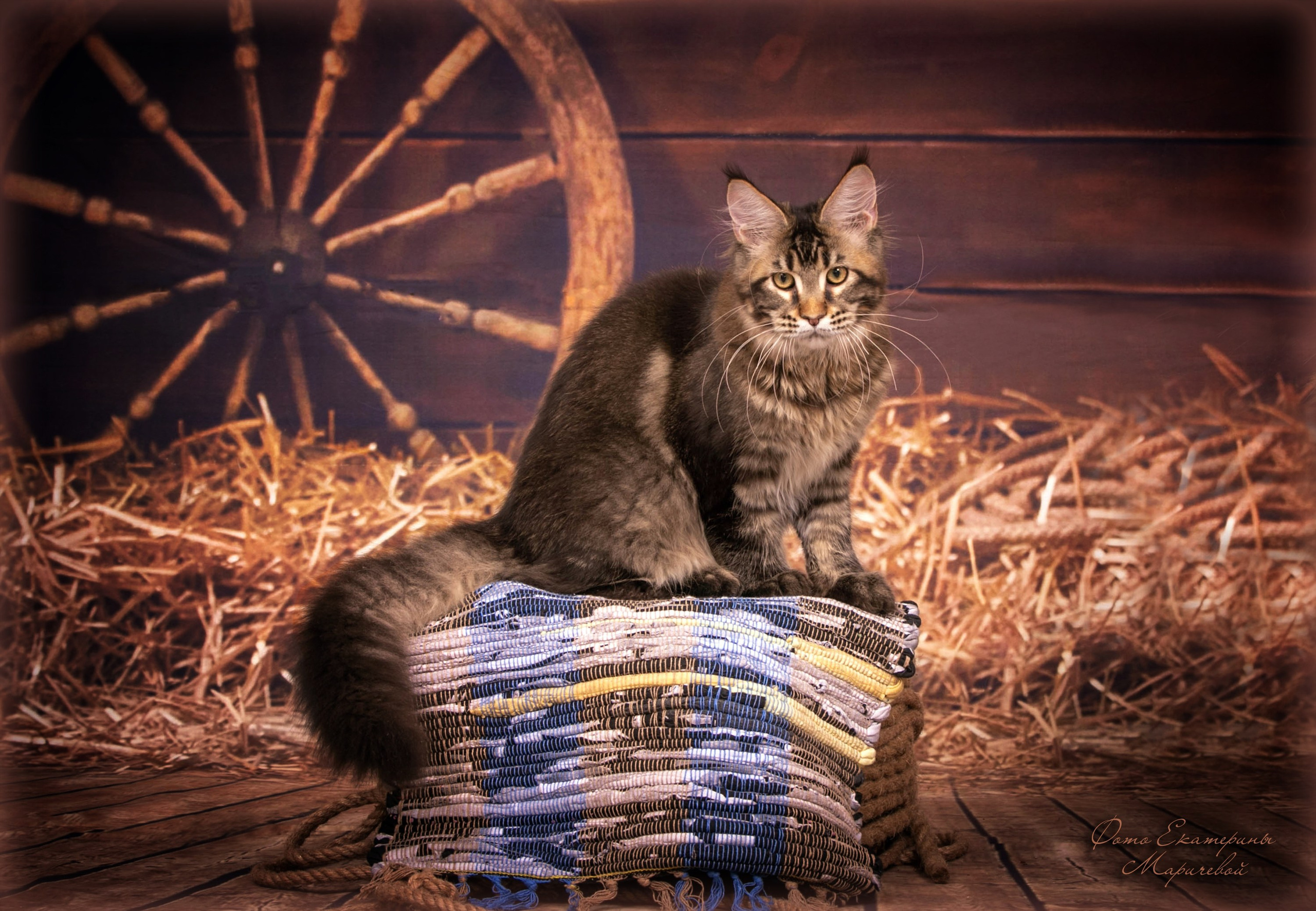 Тематические фоны с рисунком. Фотограф-анималист в Омске Екатерина Маричева