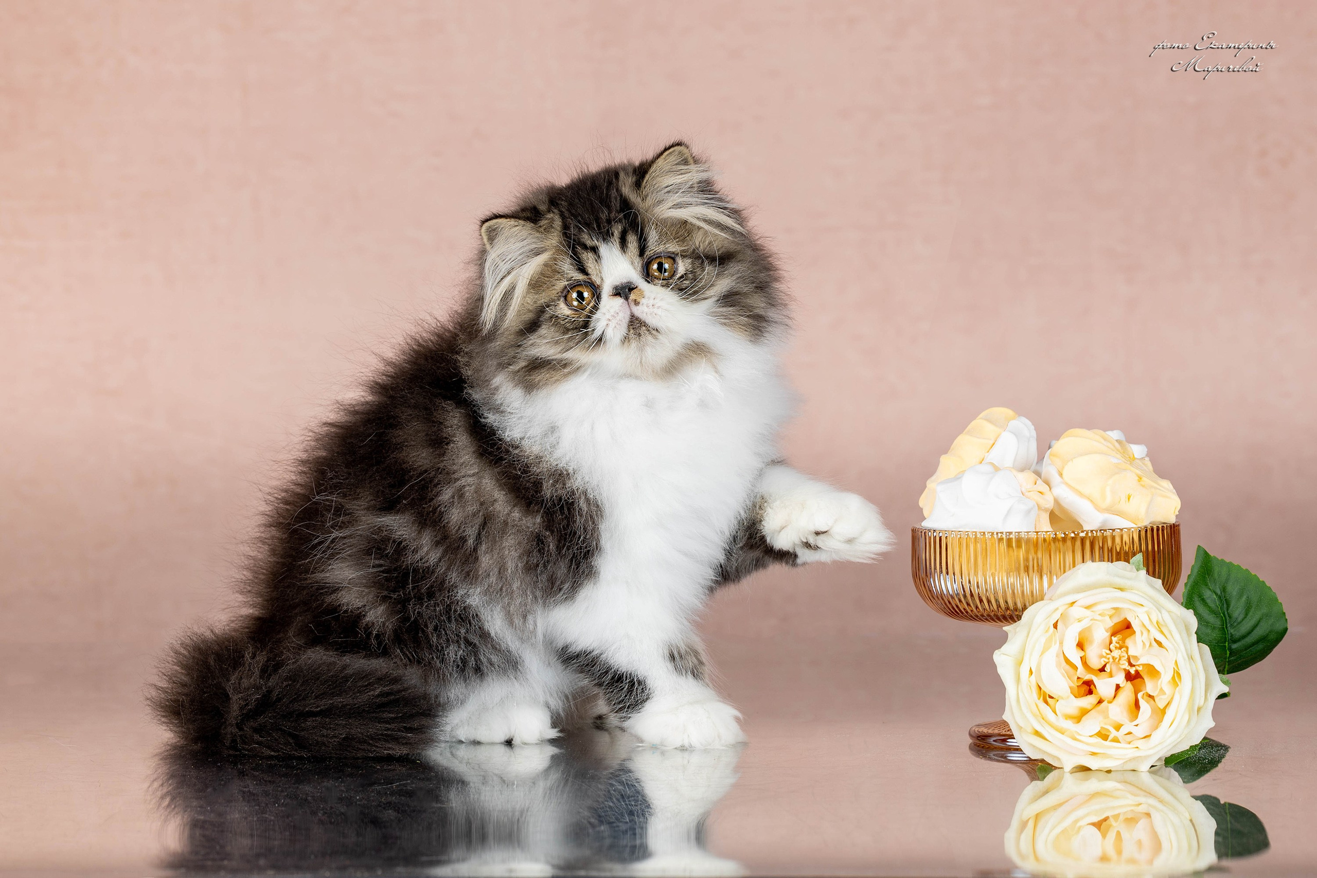 Пастельные фоны. Фотограф-анималист в Омске Екатерина Маричева