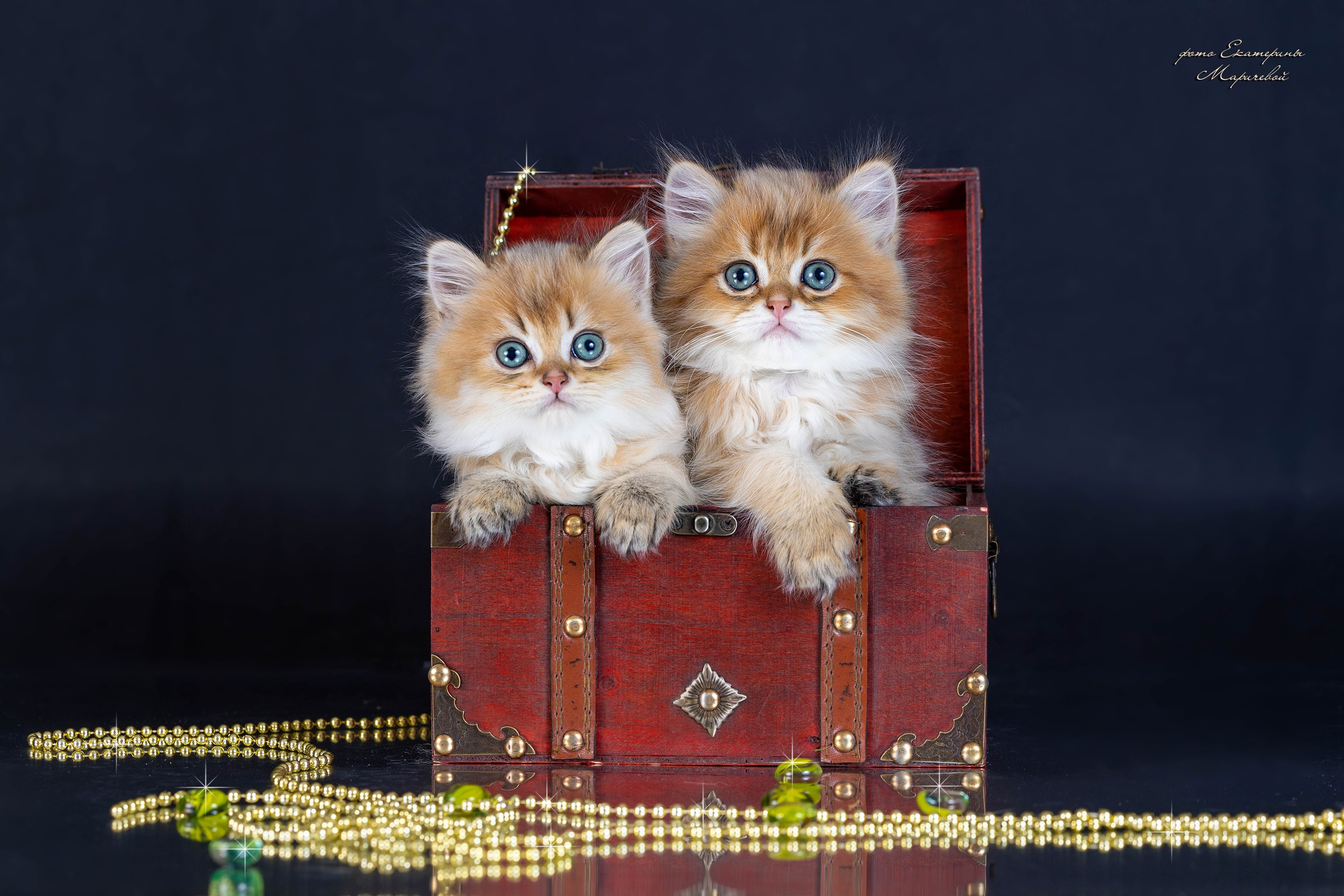 Галерея котят. Фотограф-анималист в Омске Екатерина Маричева