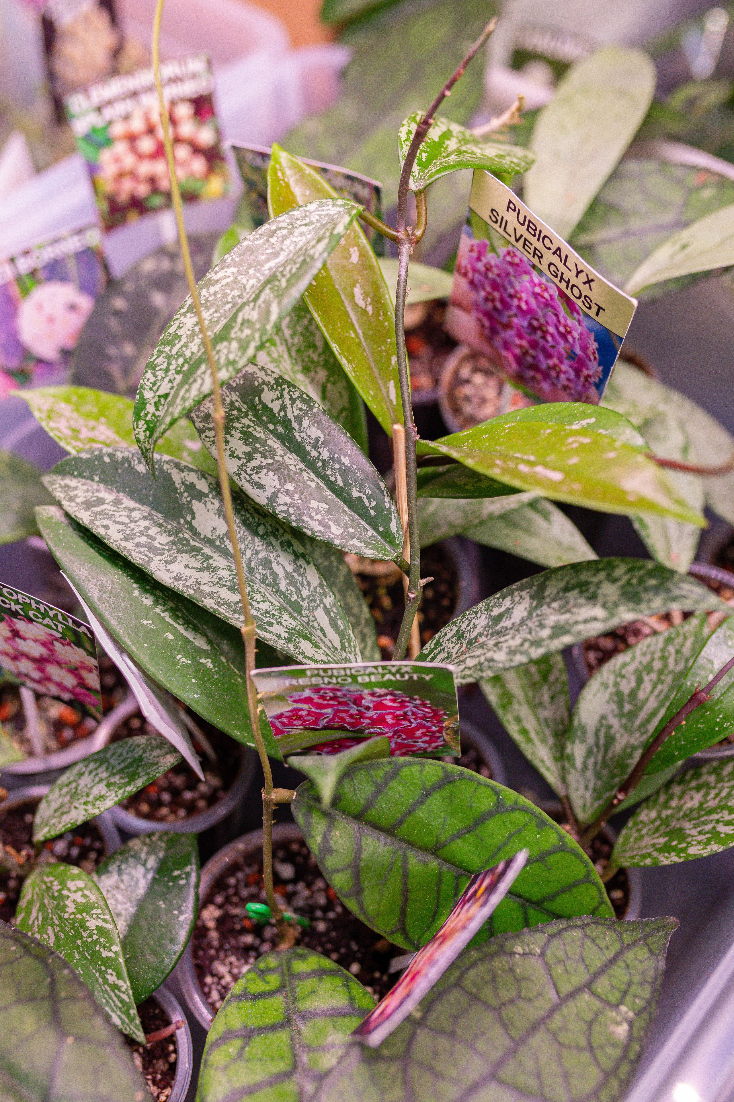 Орхидиум 12.2025. Александра Куликова фотограф, Москва