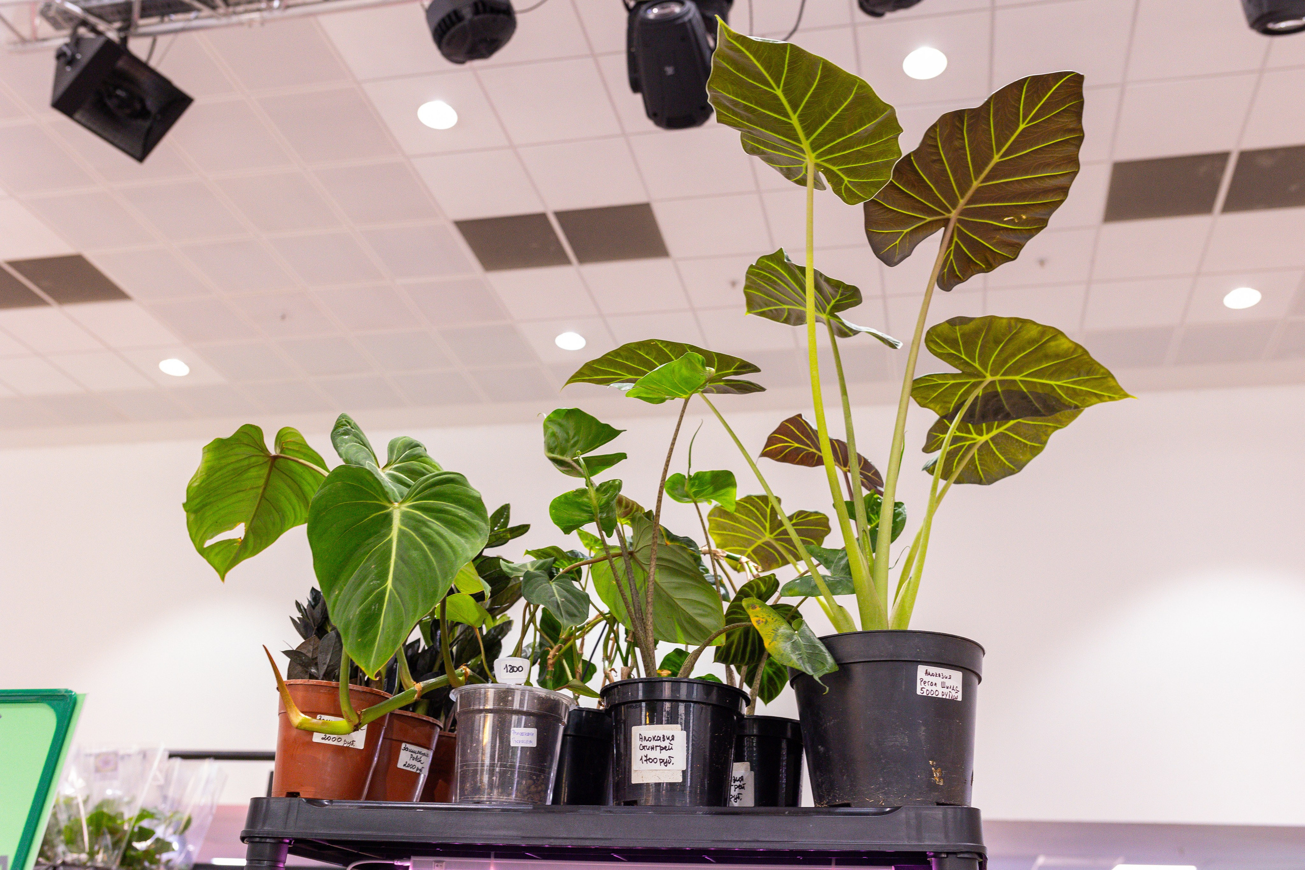 Монстериум 11–12 октября. Александра Куликова фотограф, Москва